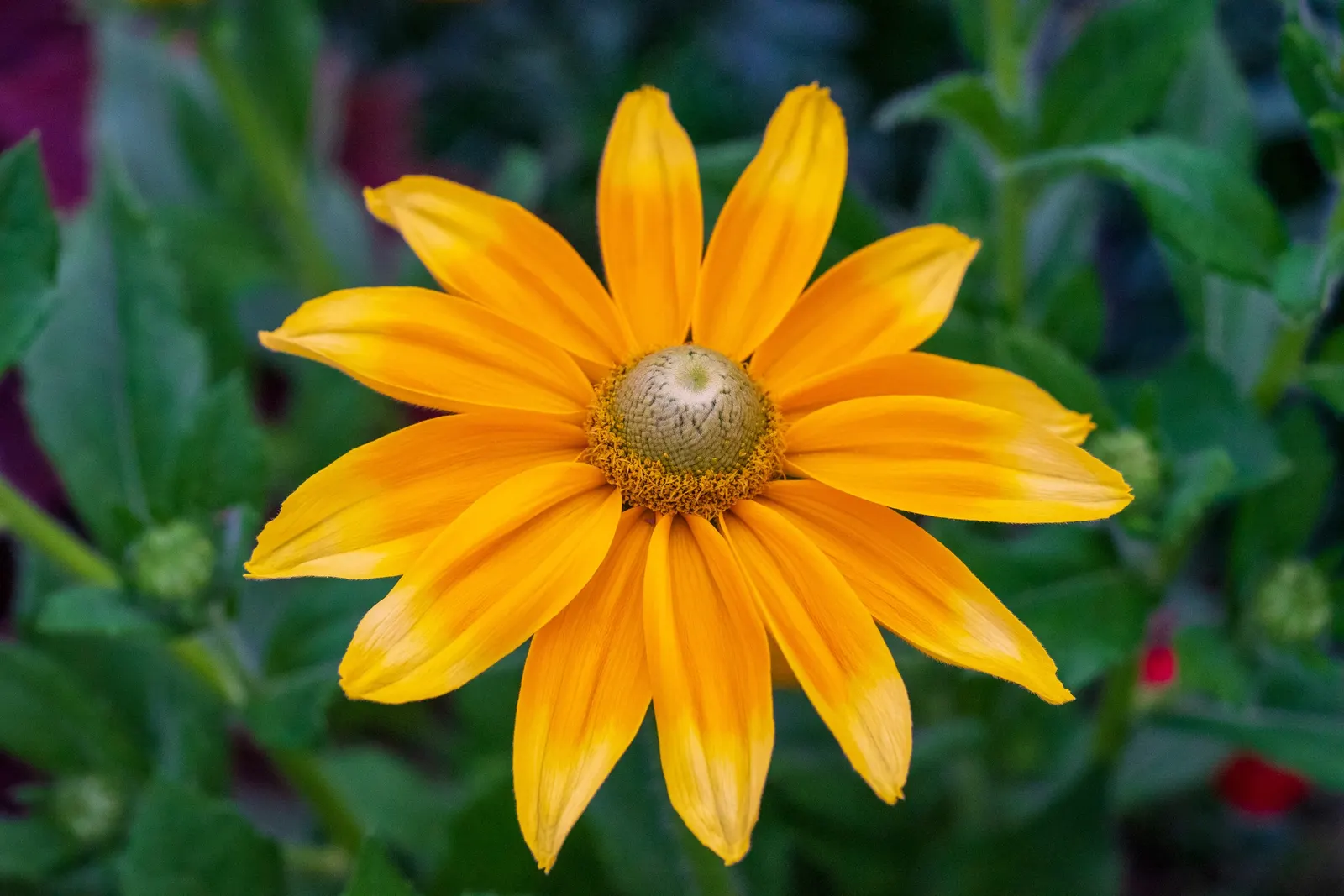 Early Sunflower (Heliopsis Helianthoides) — giving it a commanding presence in garden beds or as a back-border plant; encouraging use in bouquets to bring a