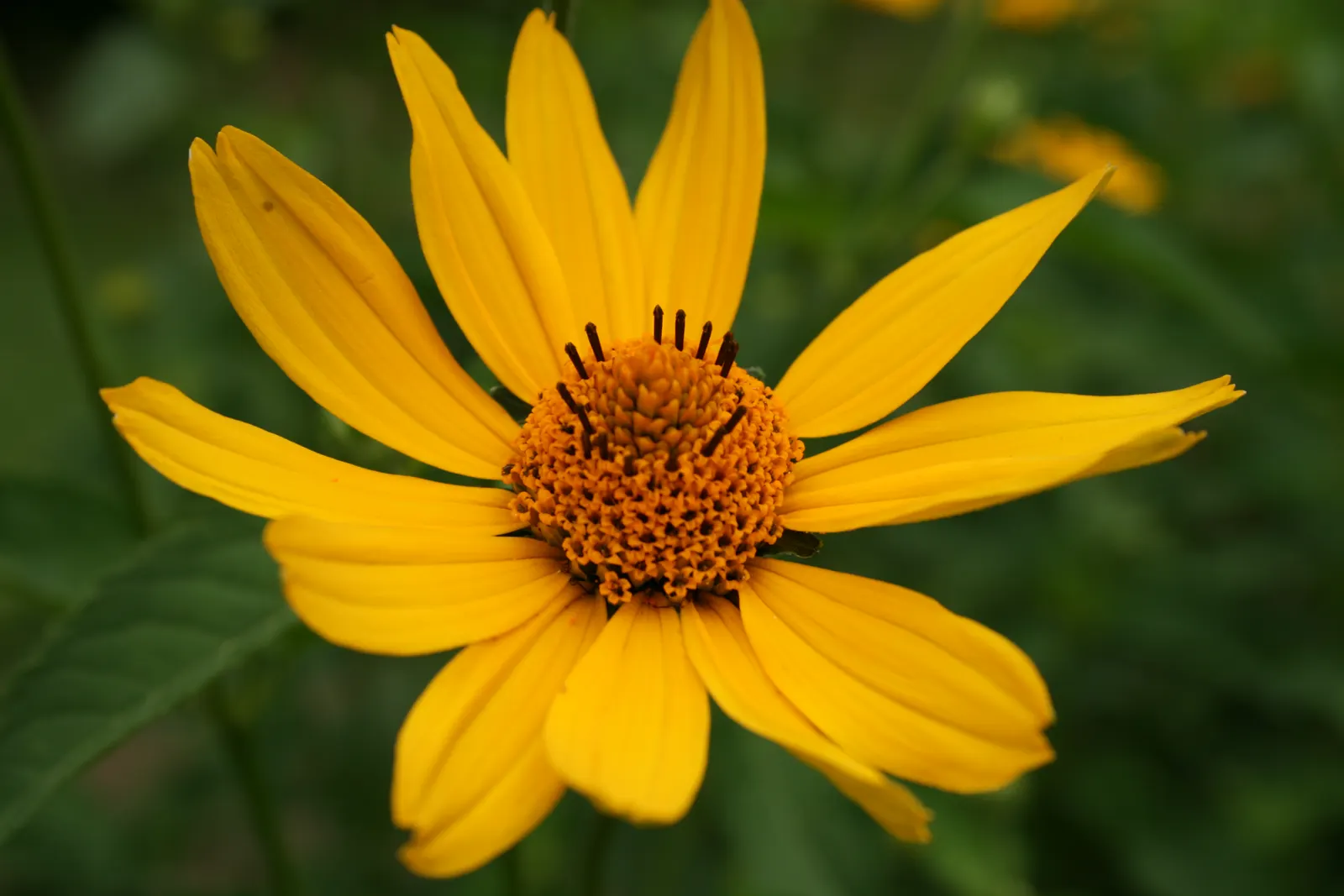 Early Sunflower (Heliopsis Helianthoides) — The plant is not picky about soil types, though it flourishes in well-drained loamy or sandy soils
