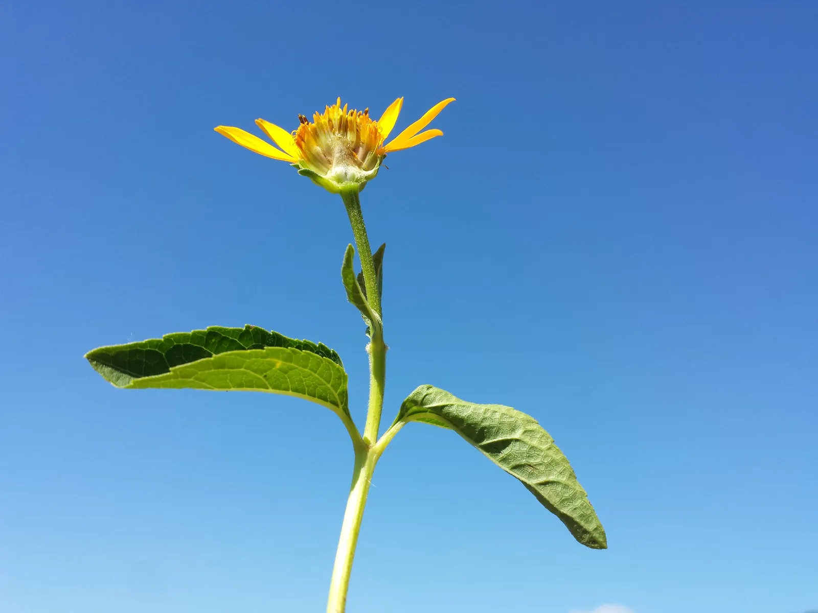 Early Sunflower (Heliopsis Helianthoides) — native perennial standing 3-6 ft tall