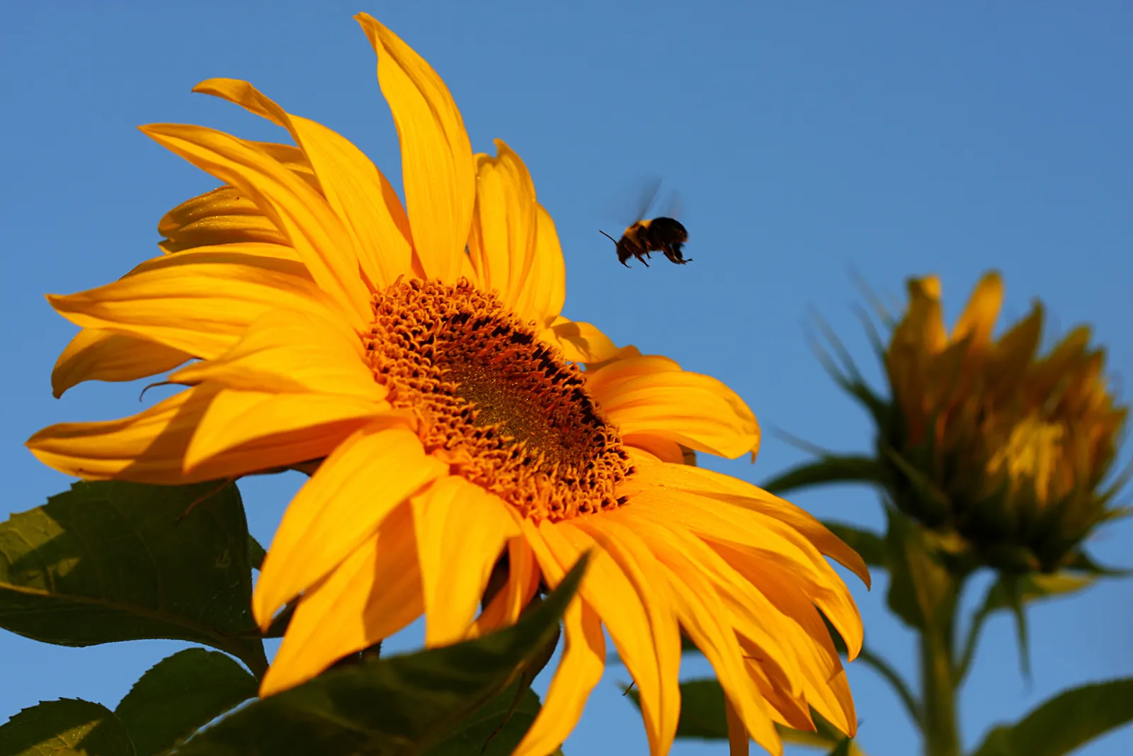 Early Sunflower (Heliopsis Helianthoides) — Hardy in zones 3-9, it thrives in full sun to part shade and adapts to varied soils