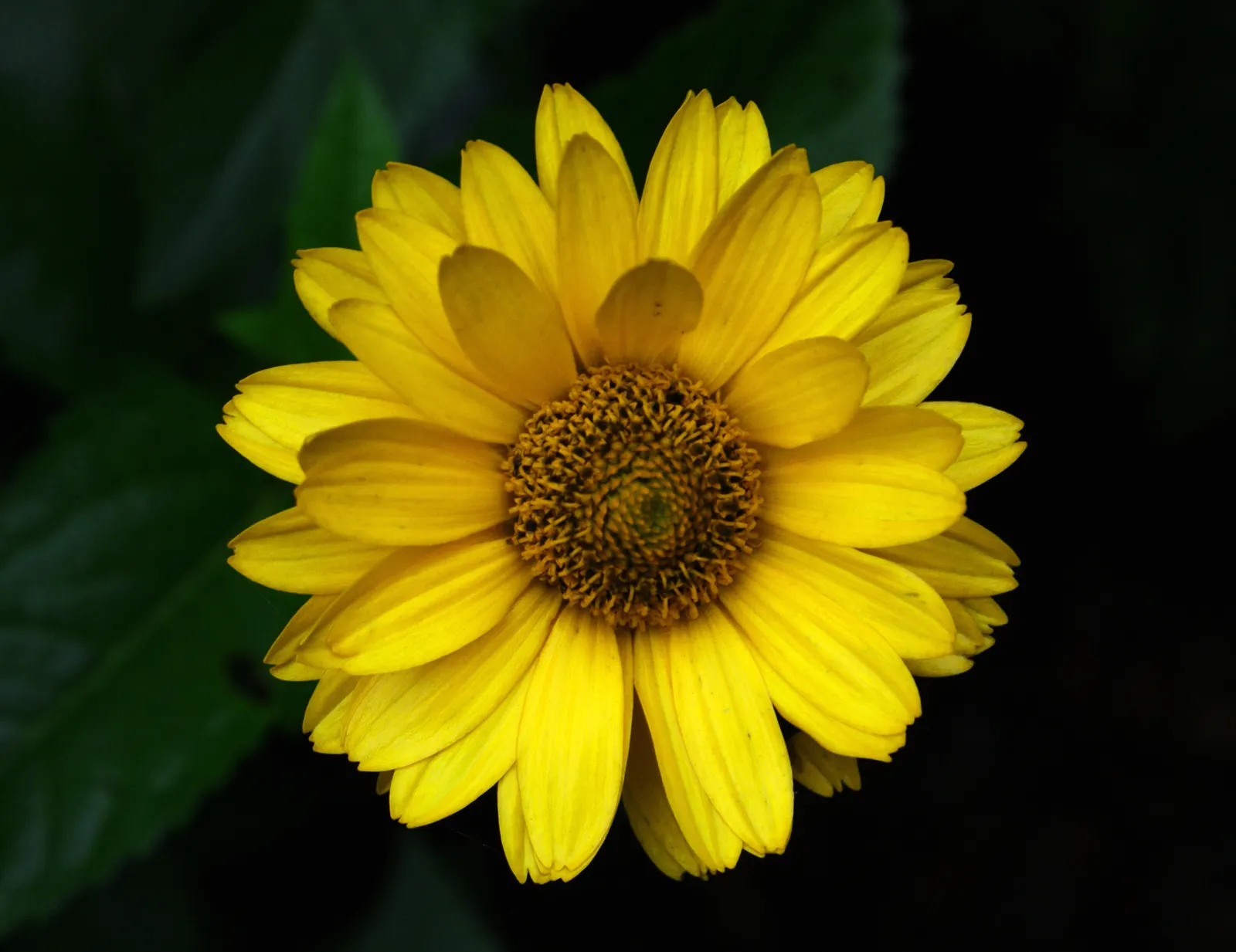 Early Sunflower (Heliopsis Helianthoides) — It is also generally resistant to pests and diseases, ensuring a lush and healthy green space; encouraging use in