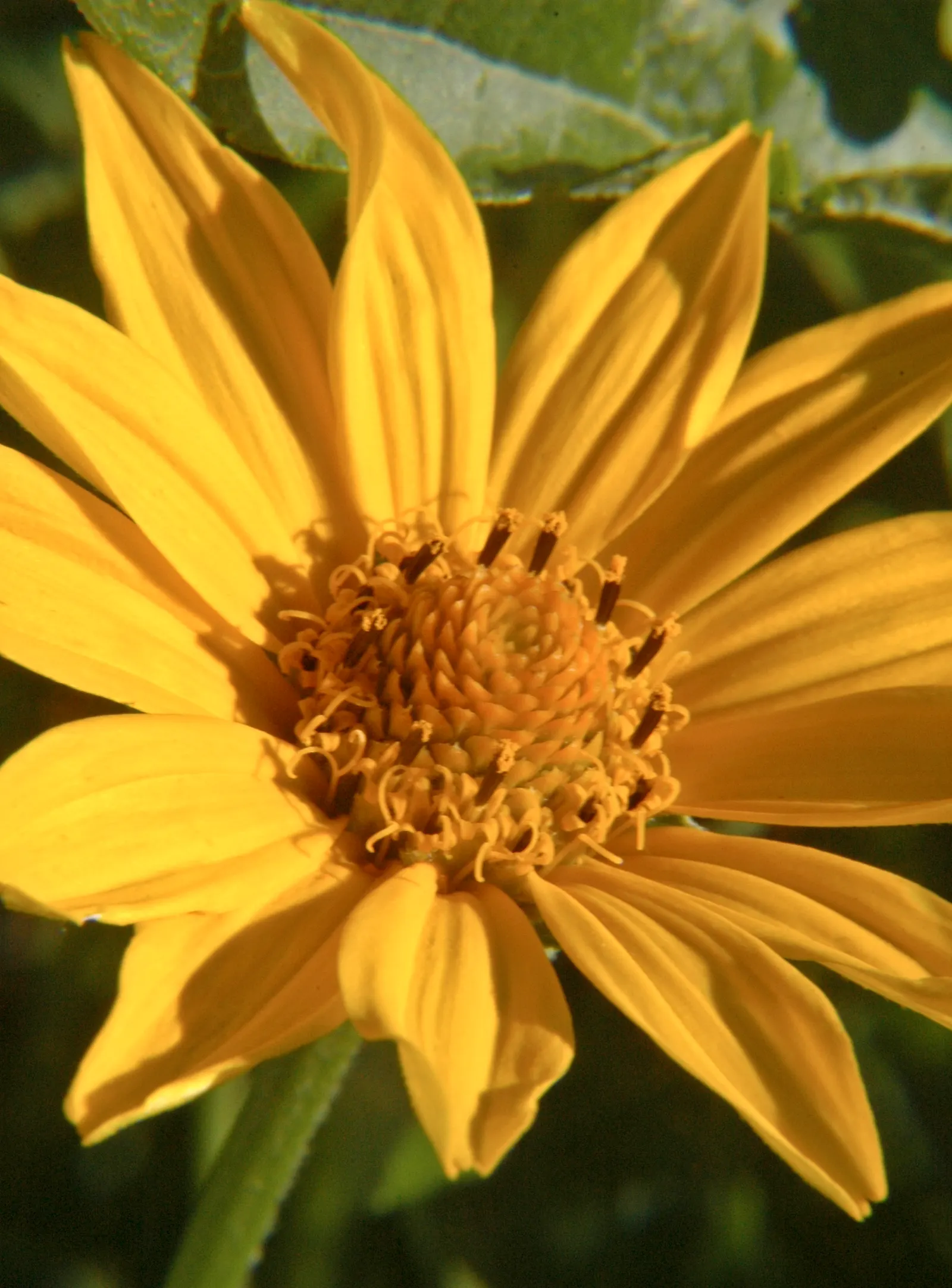Early Sunflower (Heliopsis Helianthoides) — medium moisture conditions are adequate