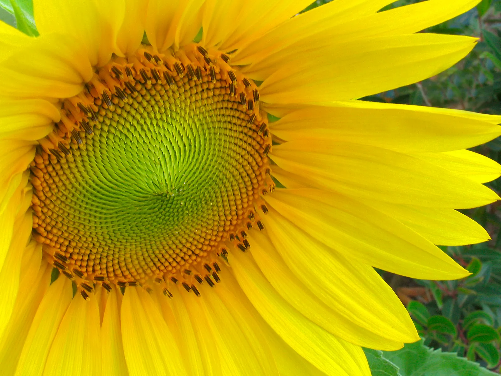 Early Sunflower (Heliopsis Helianthoides) — culminating in daisy-like flower heads that closely resemble true sunflowers
