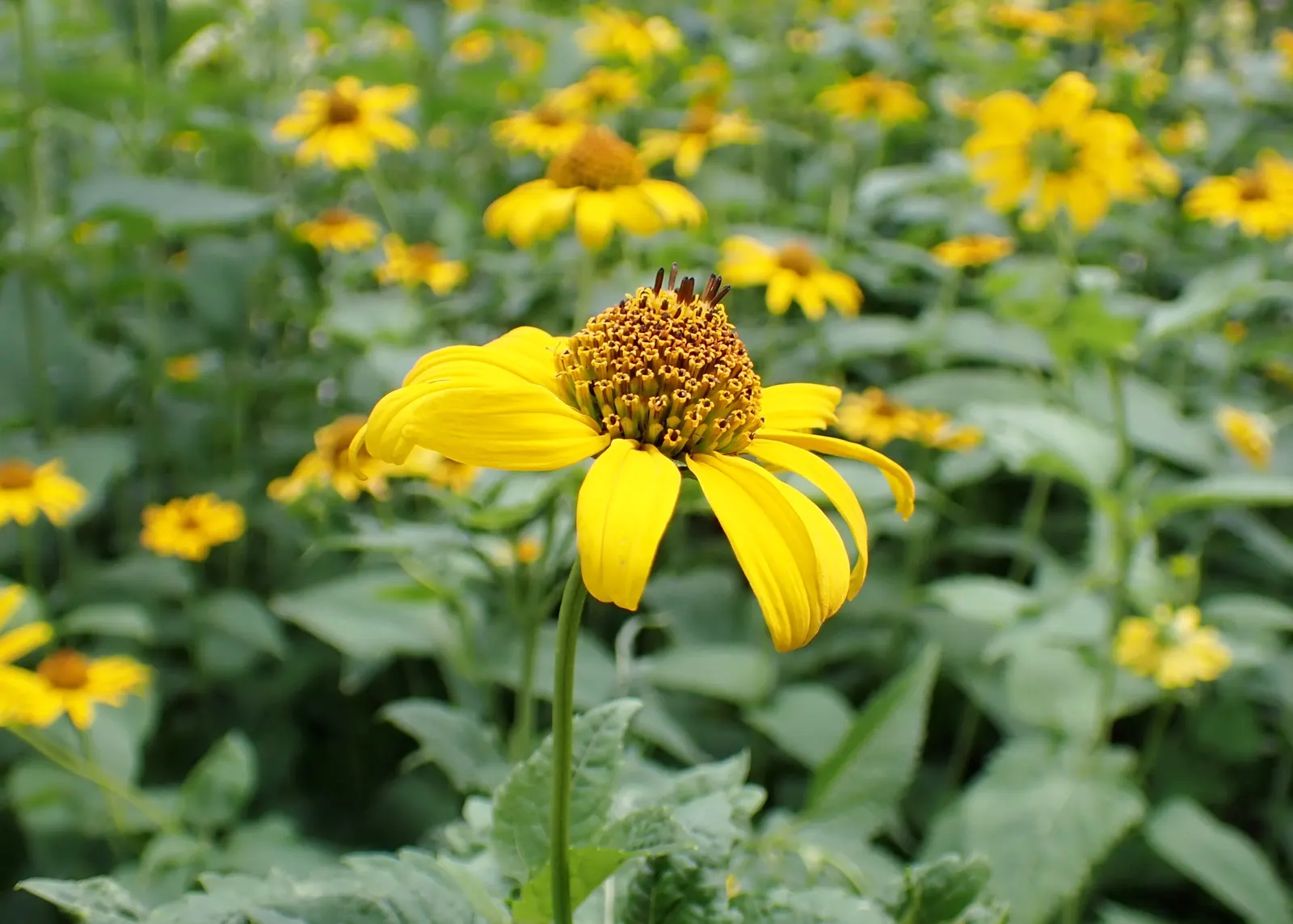 Early Sunflower (Heliopsis Helianthoides) — Its stalks are erect and branched; this pollinator magnet requires moderate water and minimal, image 65