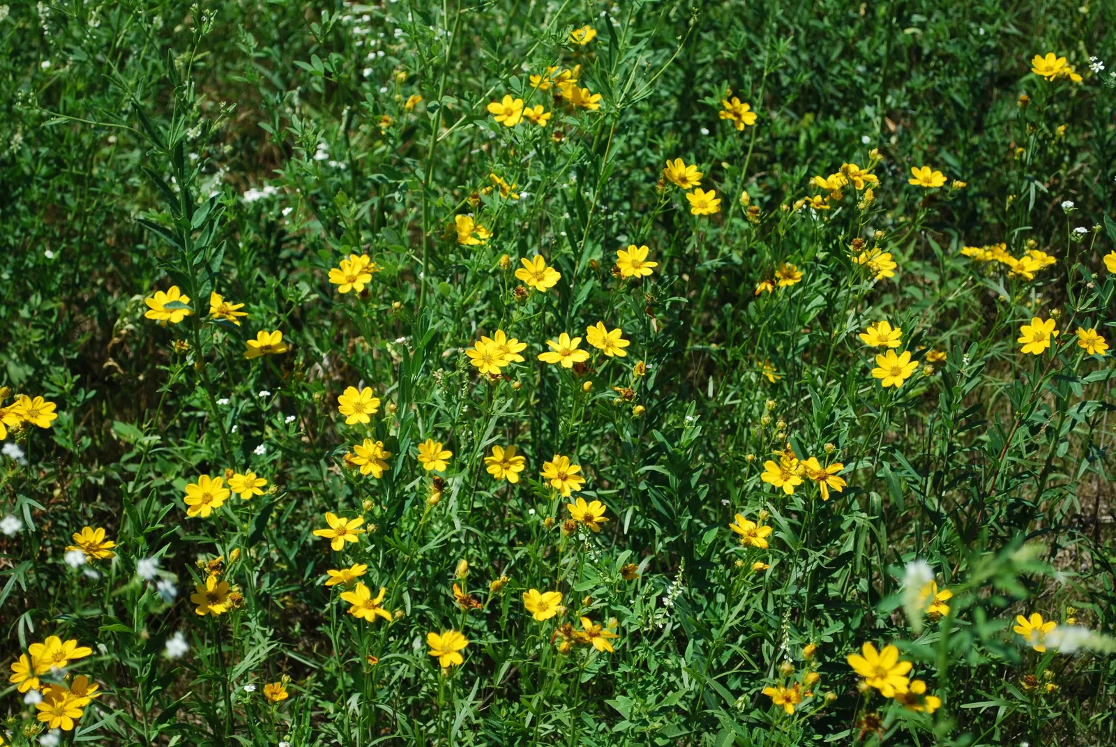 Early Sunflower (Heliopsis Helianthoides) — perennial with gold and yellow blooms
