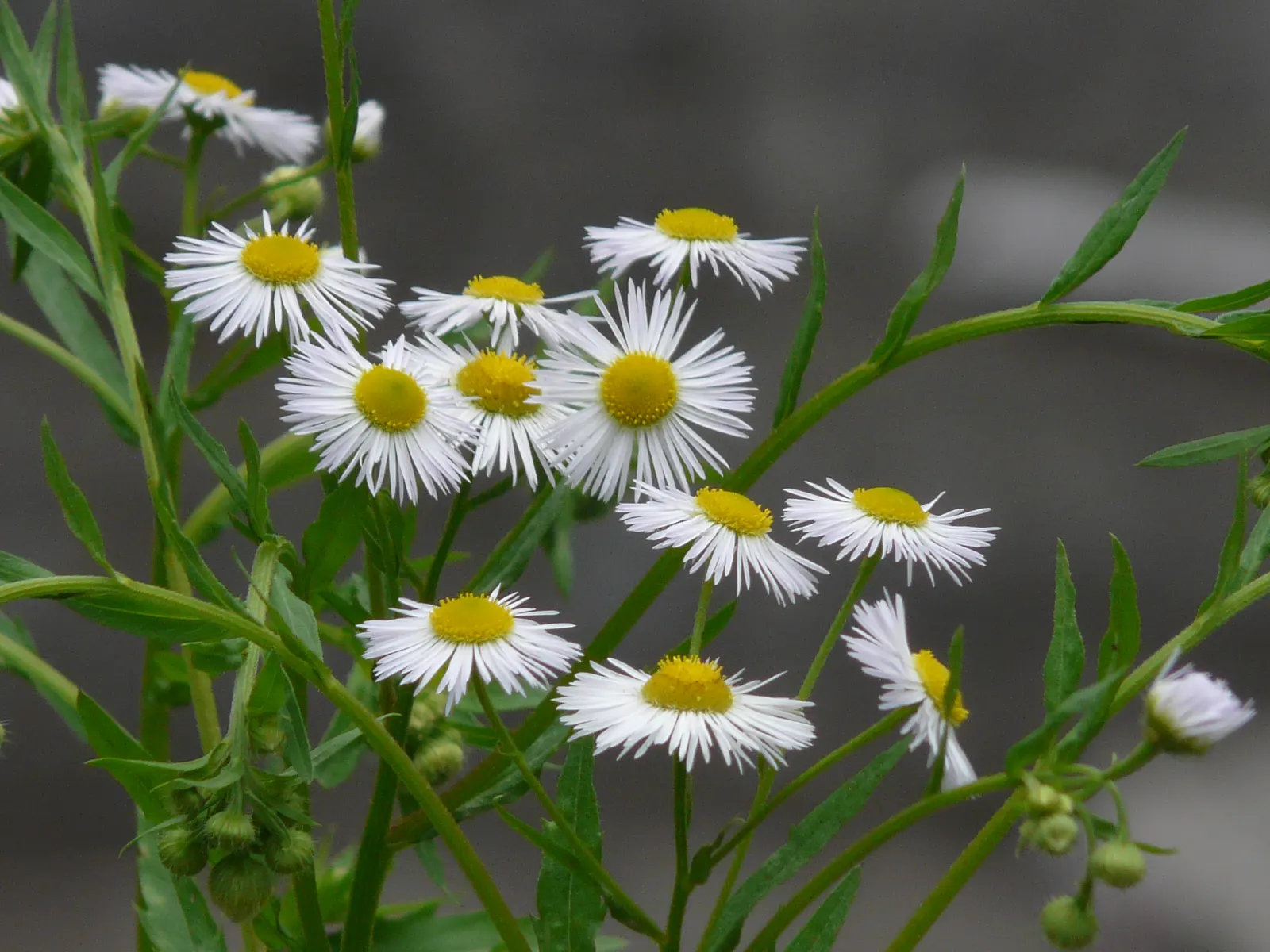 Early Sunflower (Heliopsis Helianthoides) — native perennial standing 3-6 ft tall; this pollinator magnet requires moderate water and minimal, image 57
