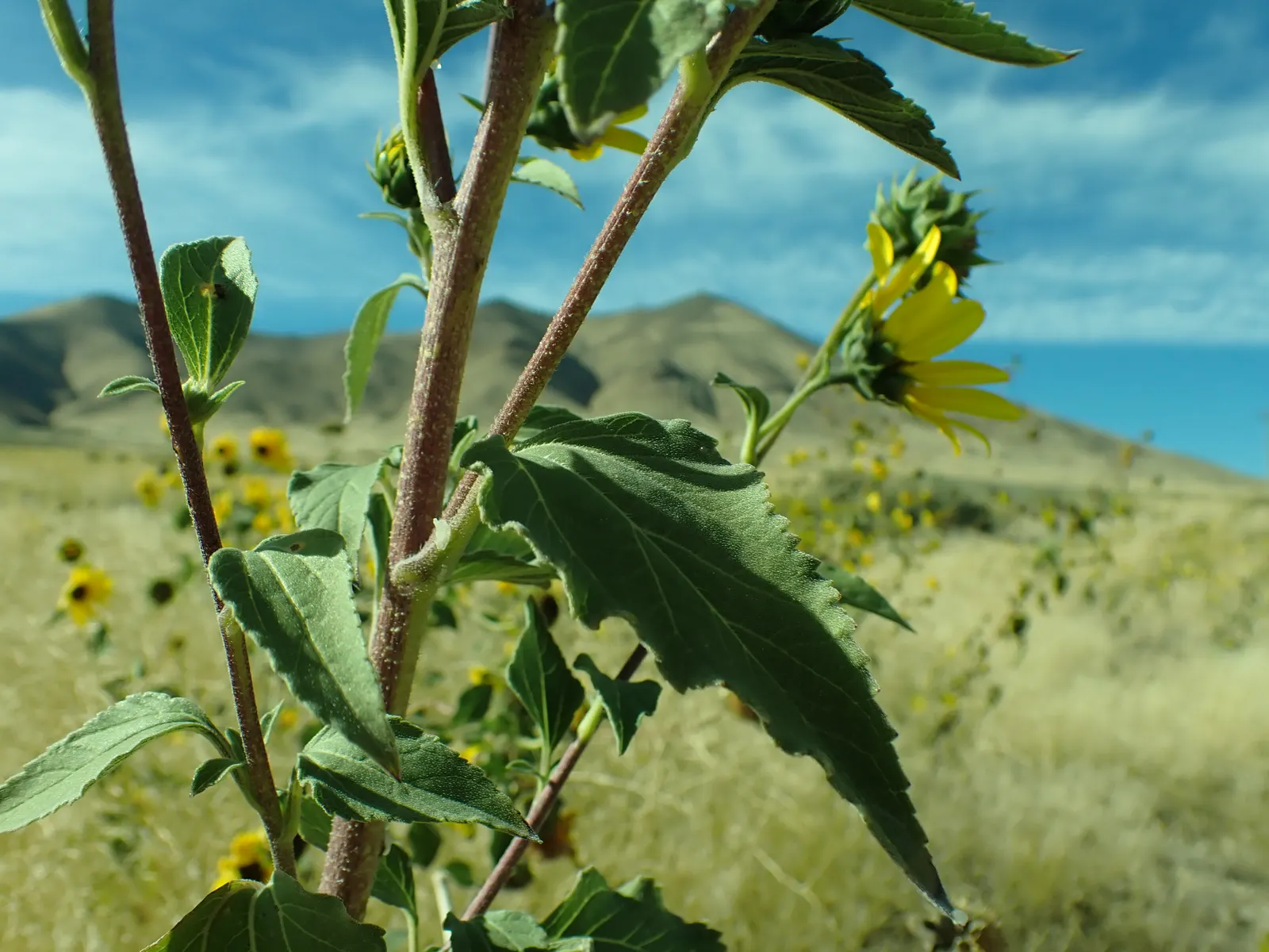 Early Sunflower (Heliopsis Helianthoides) — Heliopsis helianthoides supports local pollinators; bold display from early summer to fall.<br><br>Notably
