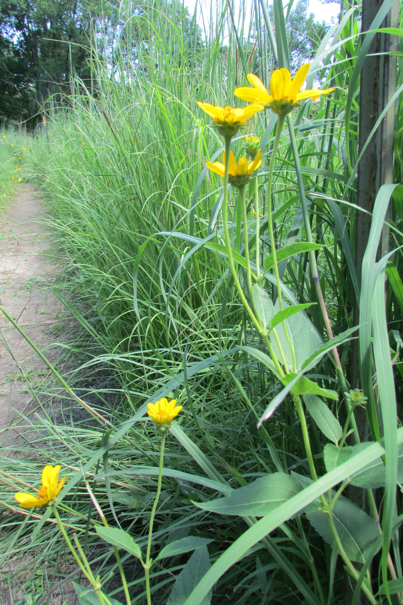 Early Sunflower (Heliopsis Helianthoides) — commonly called the Early Sunflower; bold display from early summer to fall.<br><br>Notably, image 62