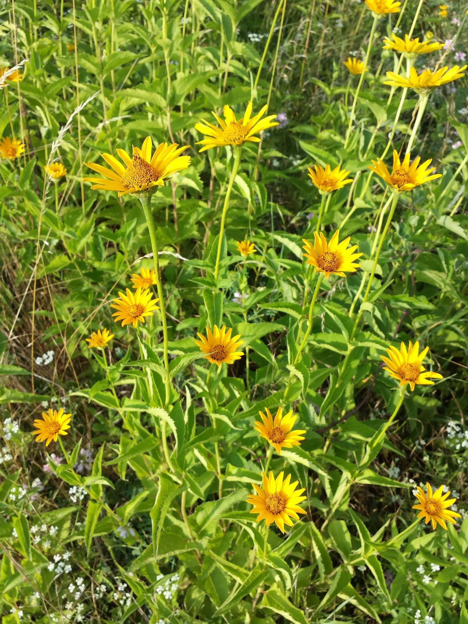 Early Sunflower (Heliopsis Helianthoides) — encouraging use in bouquets to bring a piece of the garden's vibrancy indoors; this pollinator magnet requires