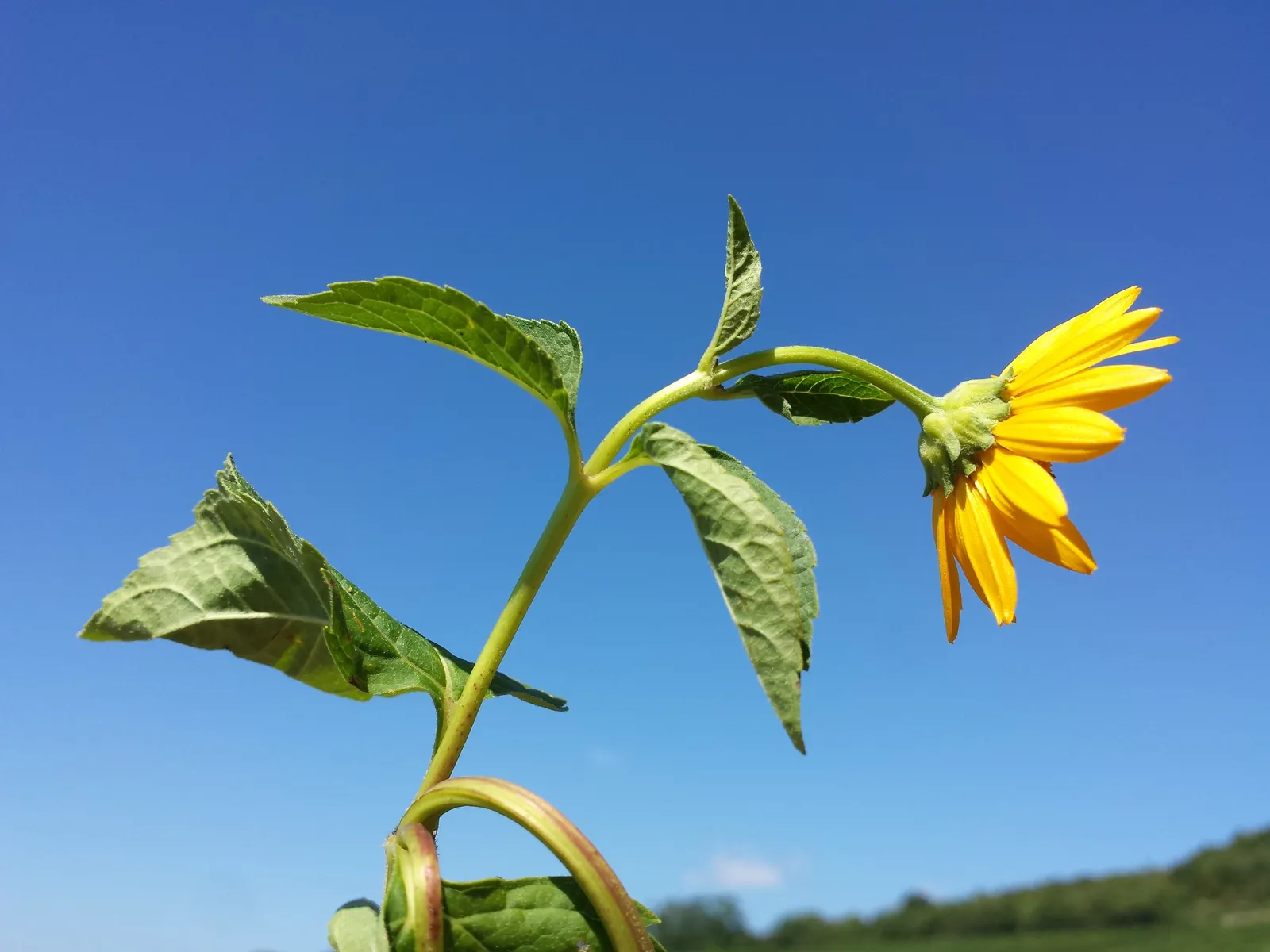 Early Sunflower (Heliopsis Helianthoides) — gold and yellow flowers in the garden