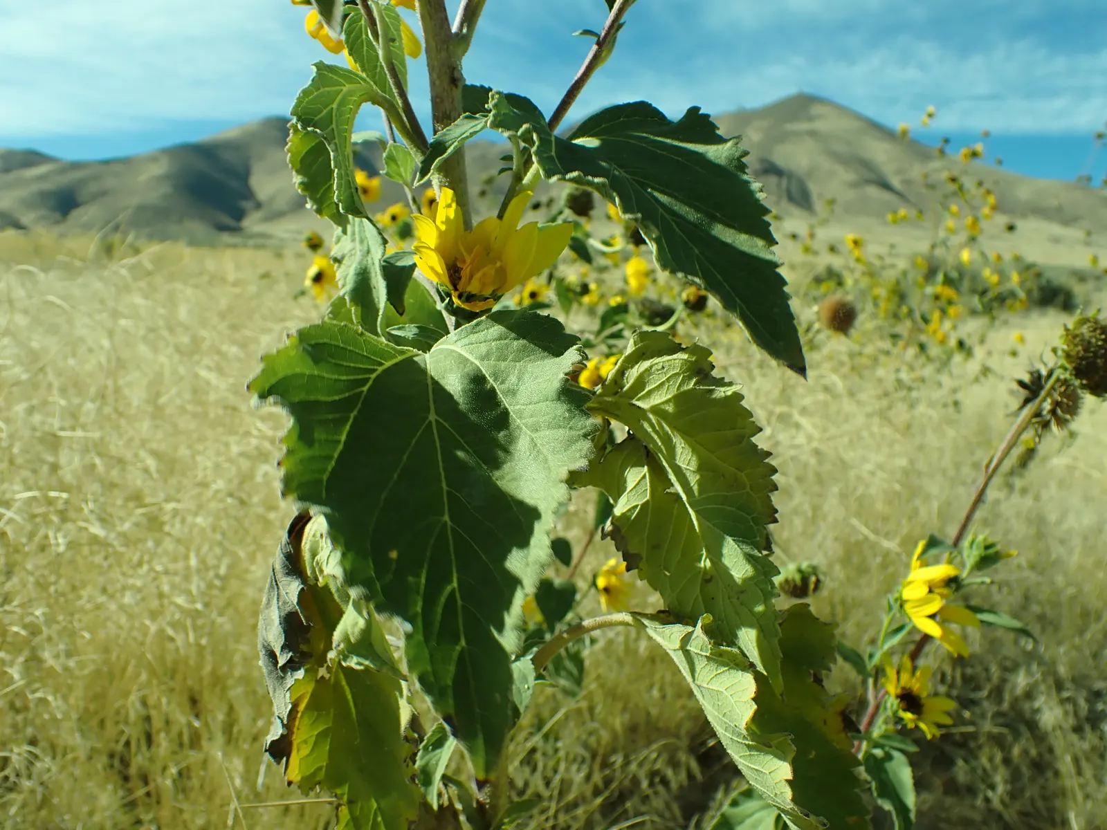 Early Sunflower (Heliopsis Helianthoides) — Hardy in zones 3-9, it thrives in full sun to part shade and adapts to varied soils; heliopsis, image 59
