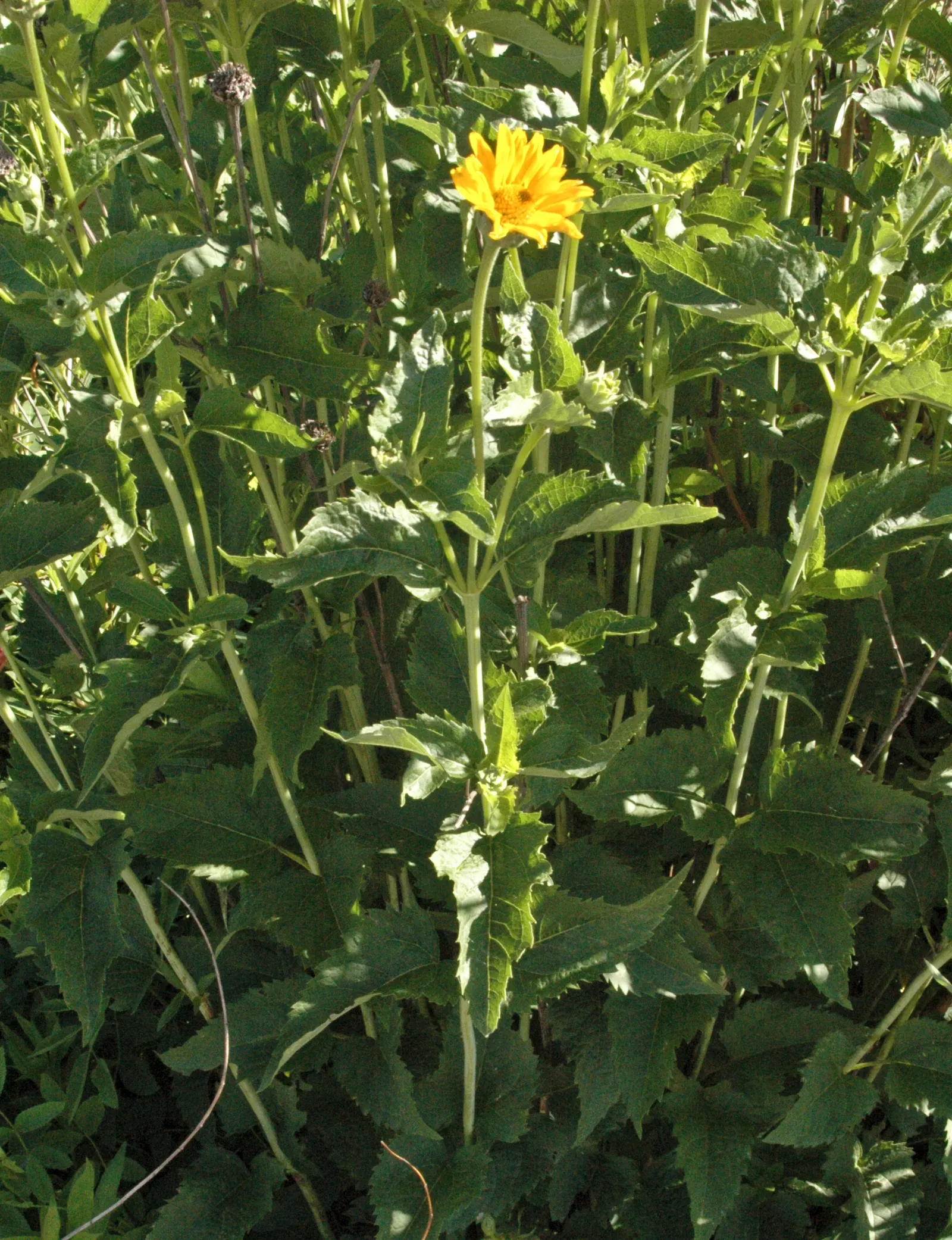 Early Sunflower (Heliopsis Helianthoides) — Its sun-mimicking, golden-yellow blooms, 2-3 inches across, enliven gardens from early summer to fall