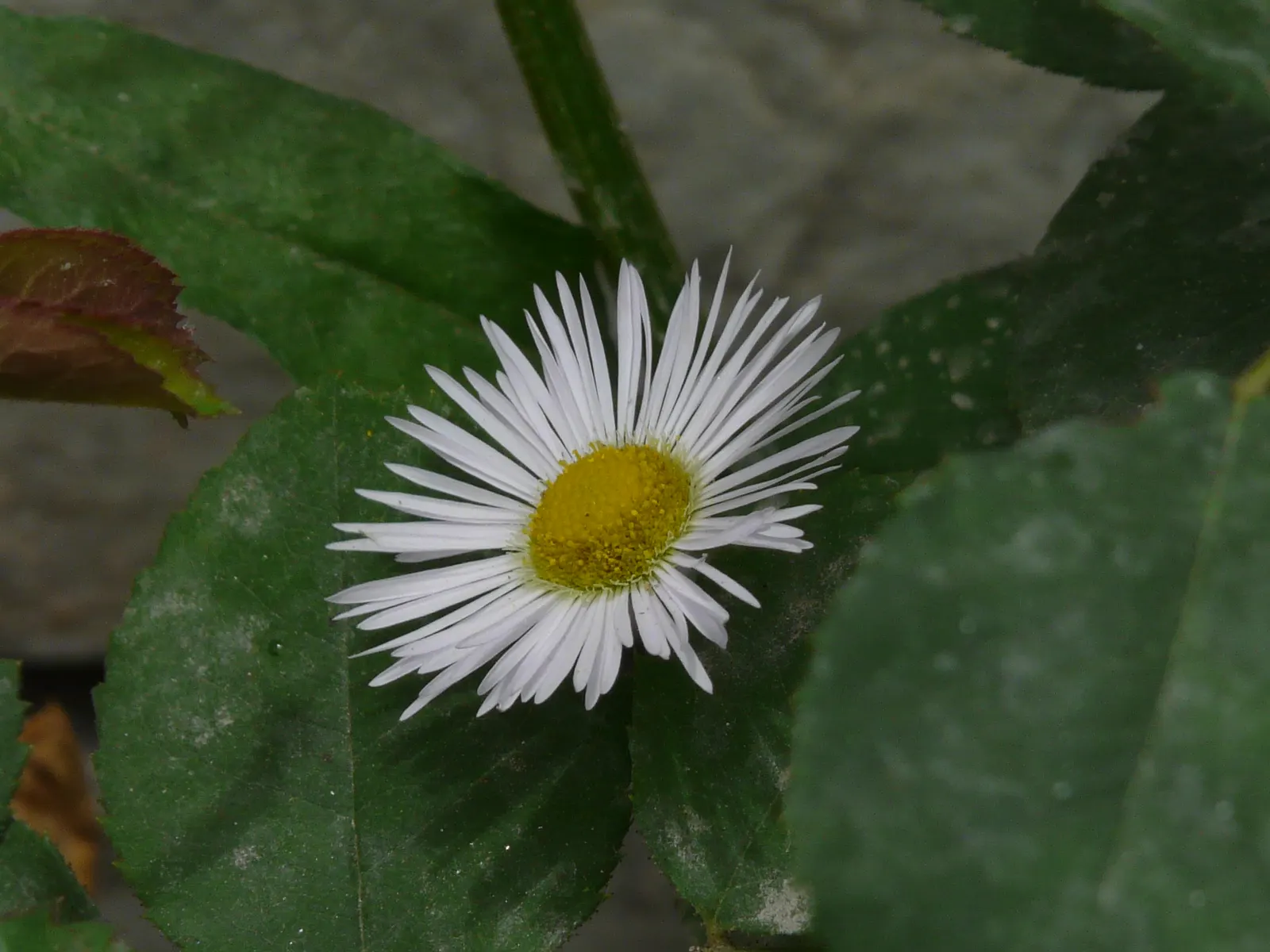 Early Sunflower (Heliopsis Helianthoides) — giving it a commanding presence in garden beds or as a back-border plant; encouraging use in bouquets, image 64
