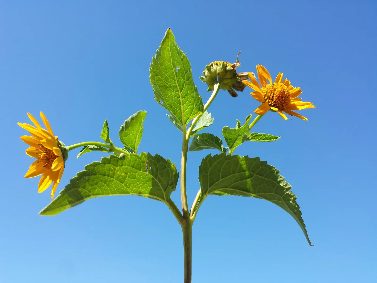 Early Sunflower (Heliopsis Helianthoides) — This pollinator magnet requires moderate water and minimal maintenance; encouraging use in bouquets to, image 60
