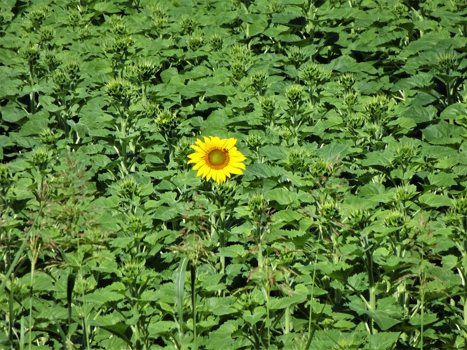 Early Sunflower (Heliopsis Helianthoides) — making it ideal for gardens in high deer-traffic areas.<br><br>For a showy display