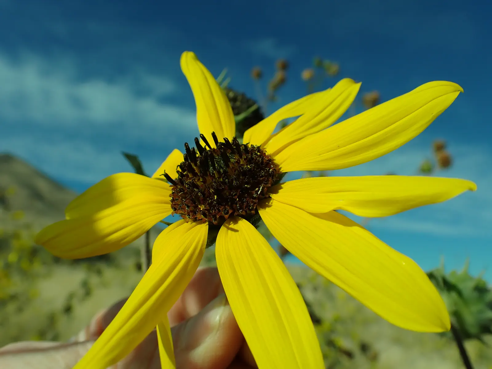 Early Sunflower (Heliopsis Helianthoides) — encouraging use in bouquets to bring a piece of the garden's vibrancy indoors