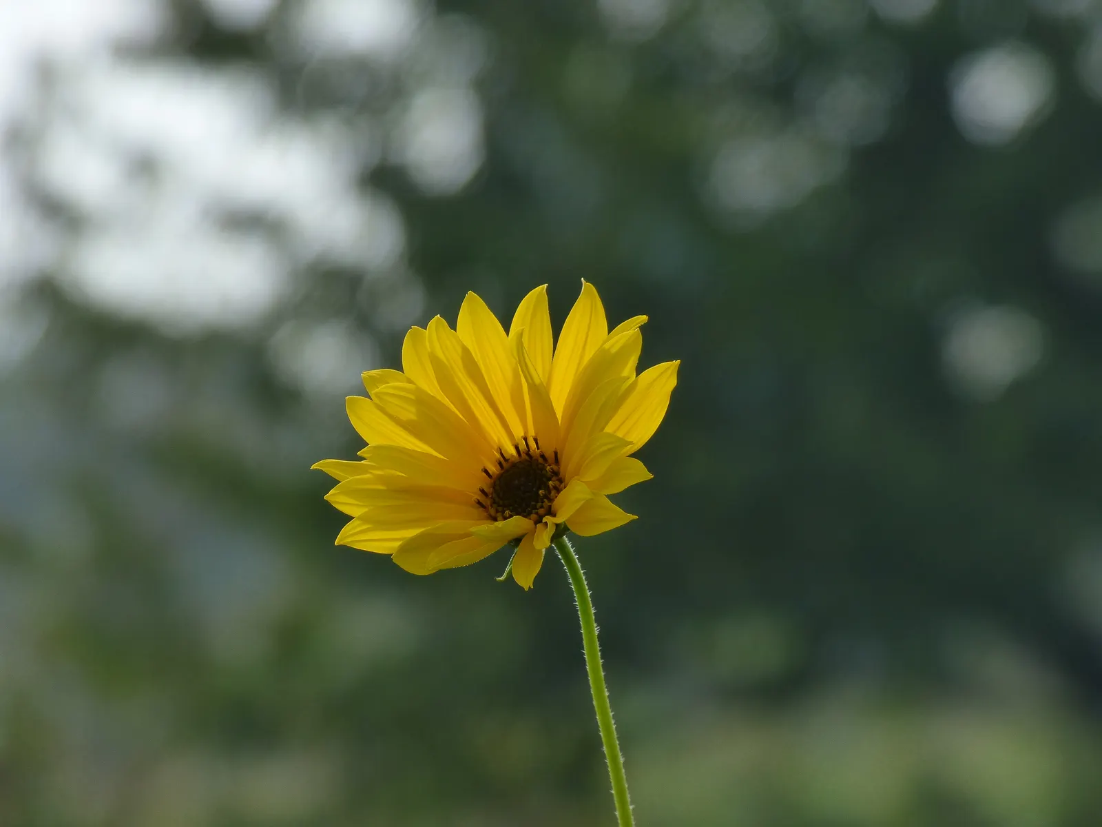 Early Sunflower (Heliopsis Helianthoides) — This pollinator magnet requires moderate water and minimal maintenance; encouraging use in bouquets to bring a