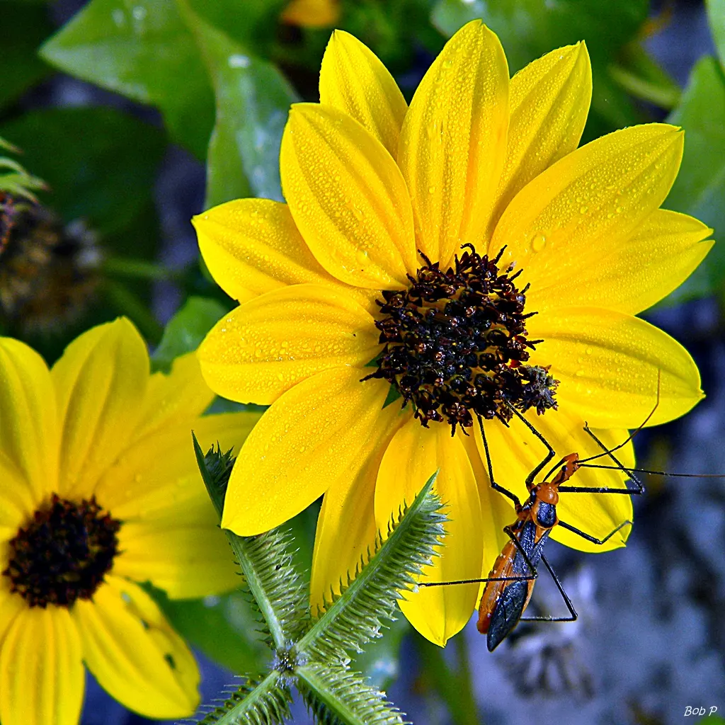 Early Sunflower (Heliopsis Helianthoides) — install them in masses or mixed perennial borders; heliopsis helianthoides supports local pollinators