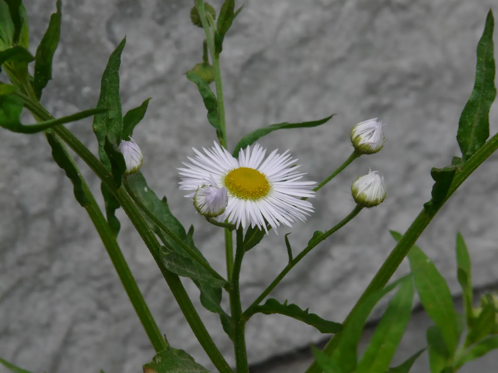 Early Sunflower (Heliopsis Helianthoides) — It prefers full sun exposure to achieve optimal growth but can tolerate light shade; this pollinator, image 69