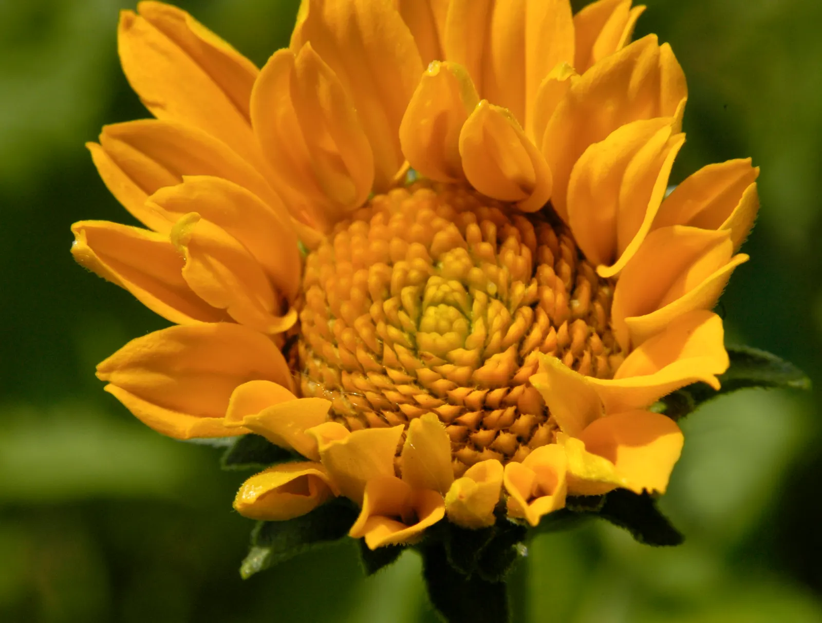 Early Sunflower (Heliopsis Helianthoides) — It prefers full sun exposure to achieve optimal growth but can tolerate light shade