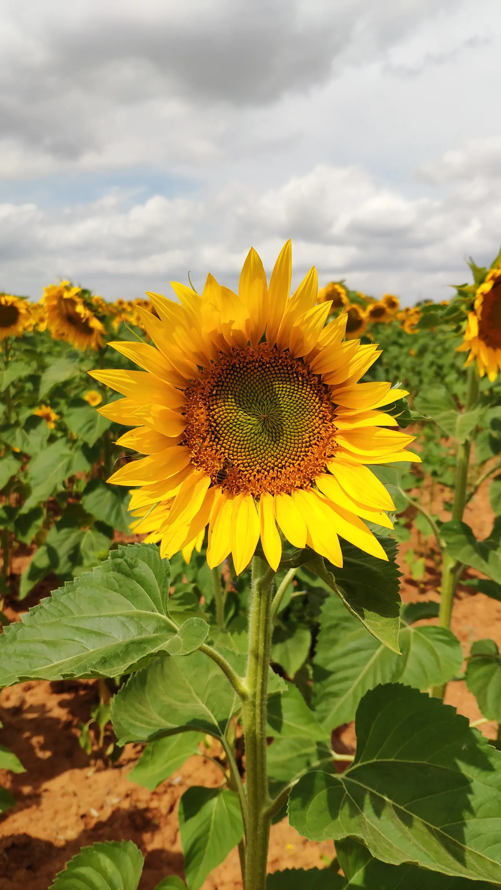 Early Sunflower (Heliopsis Helianthoides) — the Early Sunflower is deer-resistant; this pollinator magnet requires moderate water and minimal maintenance