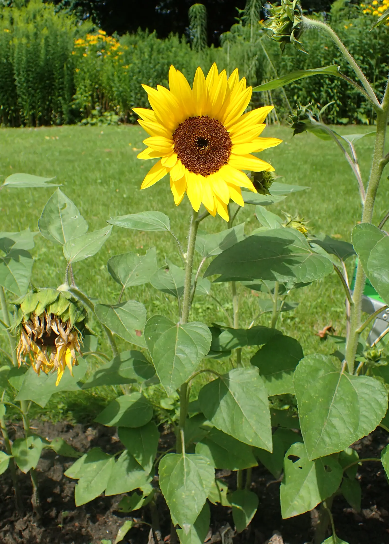 Early Sunflower (Heliopsis Helianthoides) — making it an excellent choice for gardeners seeking resilience.<br><br>Furthermore; this pollinator, image 73