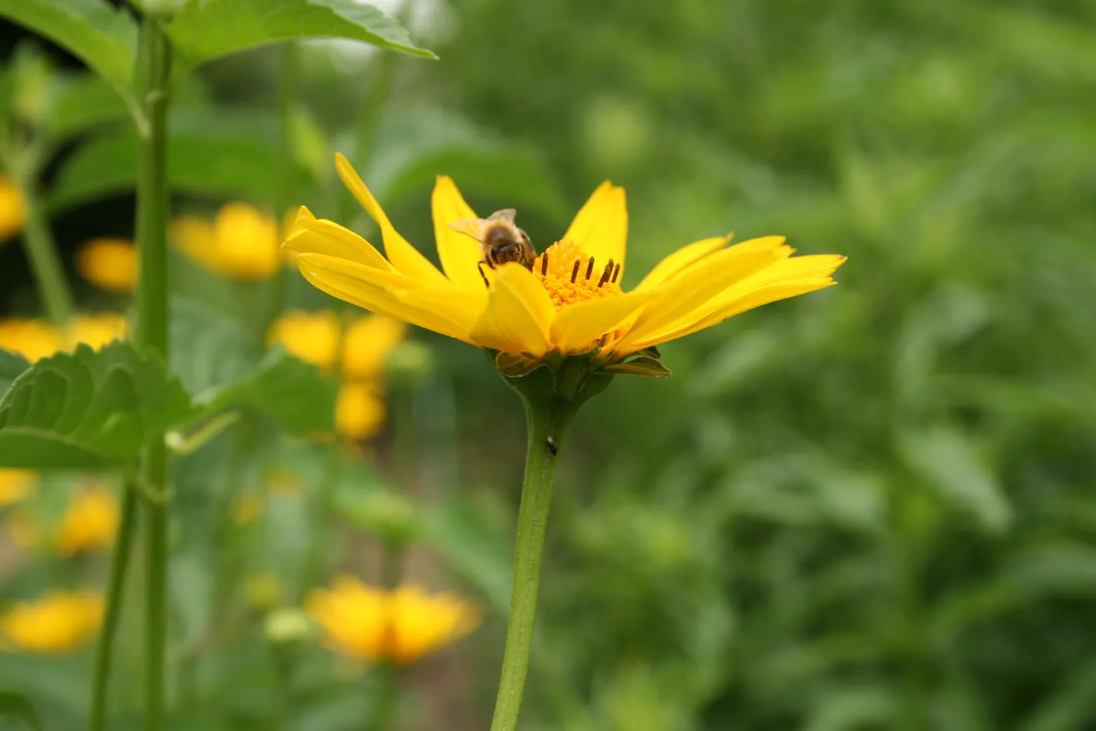 Early Sunflower (Heliopsis Helianthoides) — culminating in daisy-like flower heads that closely resemble true sunflowers; bold display from early, image 66