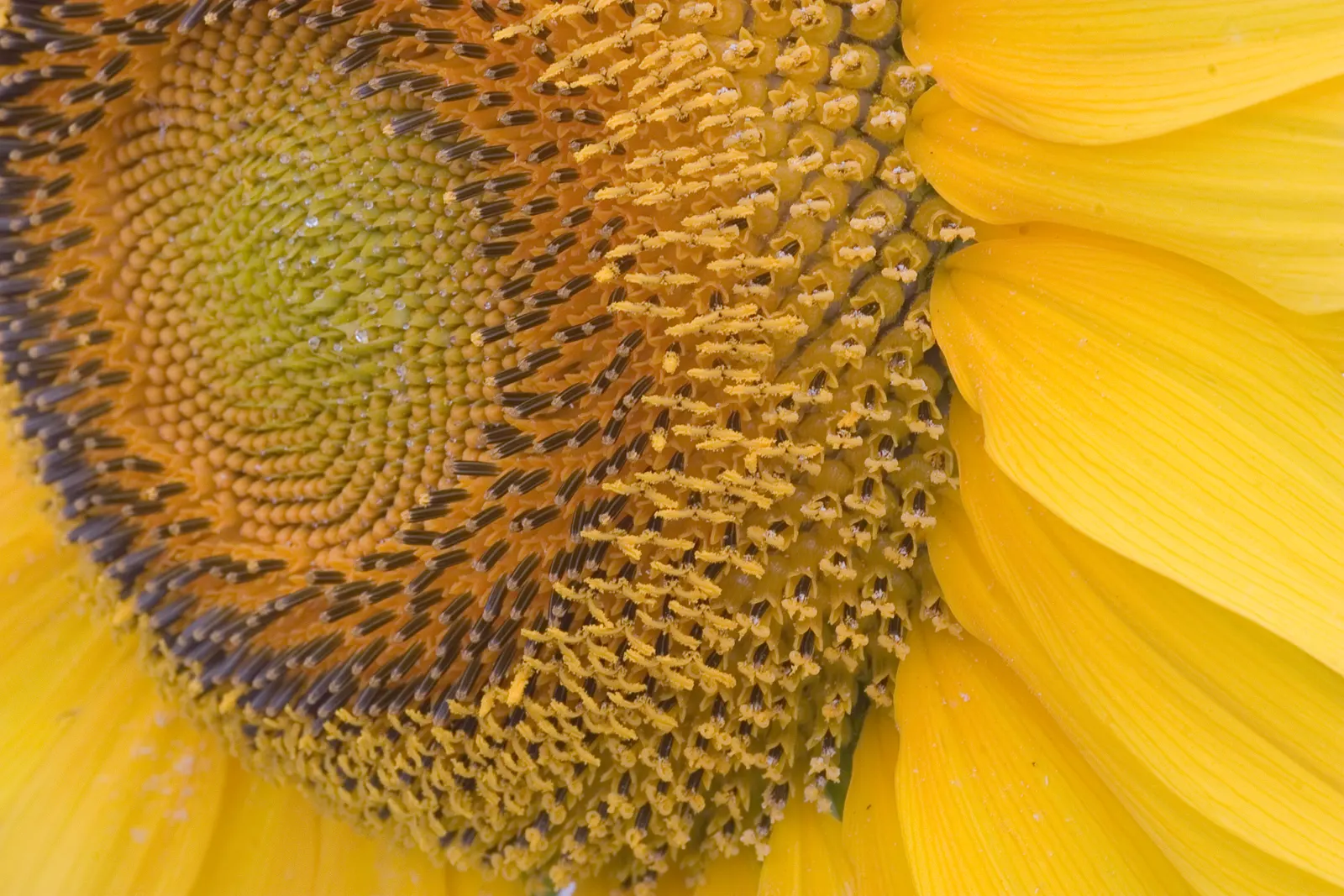 Early Sunflower (Heliopsis Helianthoides) — although it is drought-tolerant once established