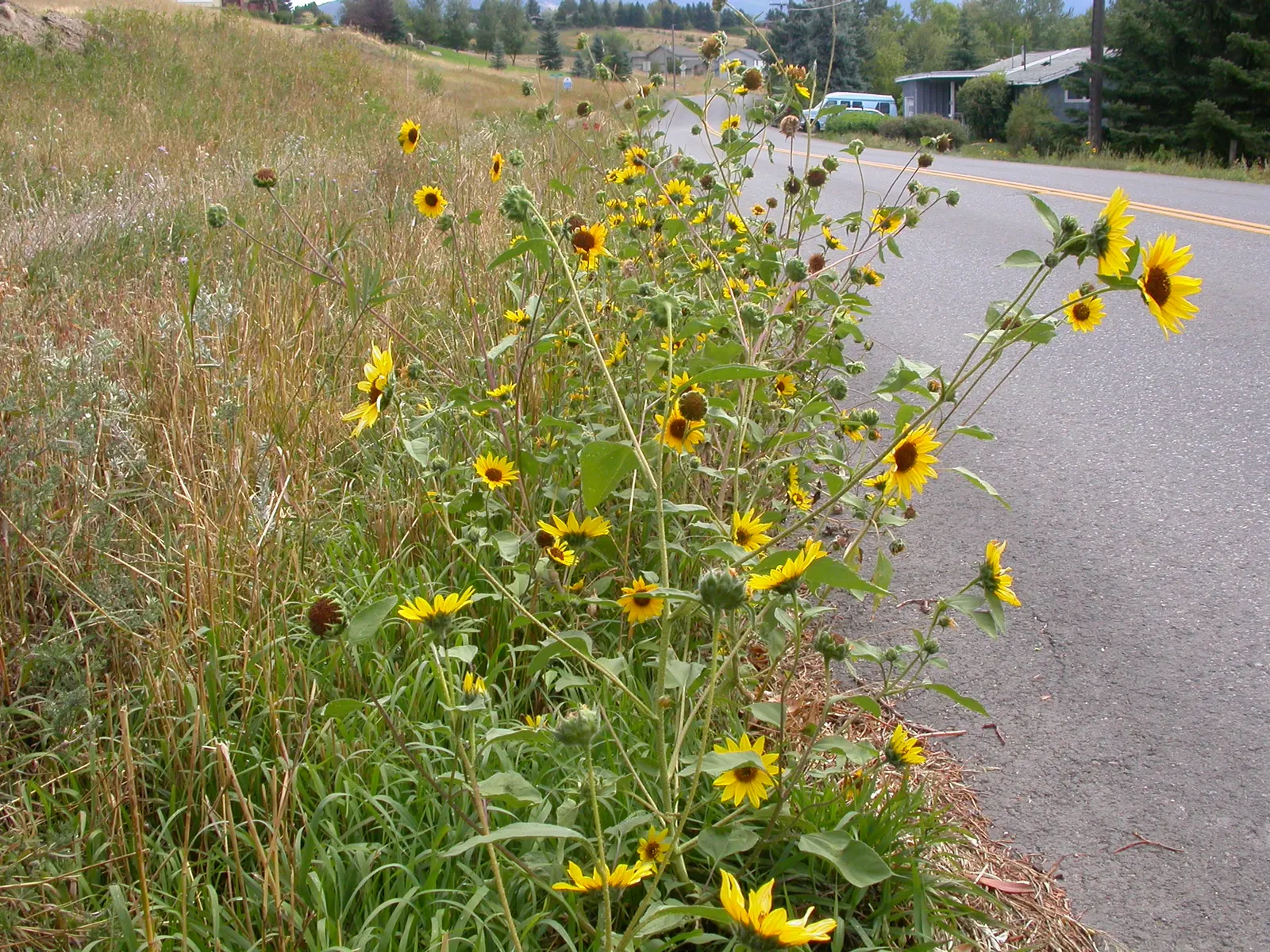 Early Sunflower (Heliopsis Helianthoides) — perennial with gold and yellow blooms; heliopsis helianthoides supports local pollinators