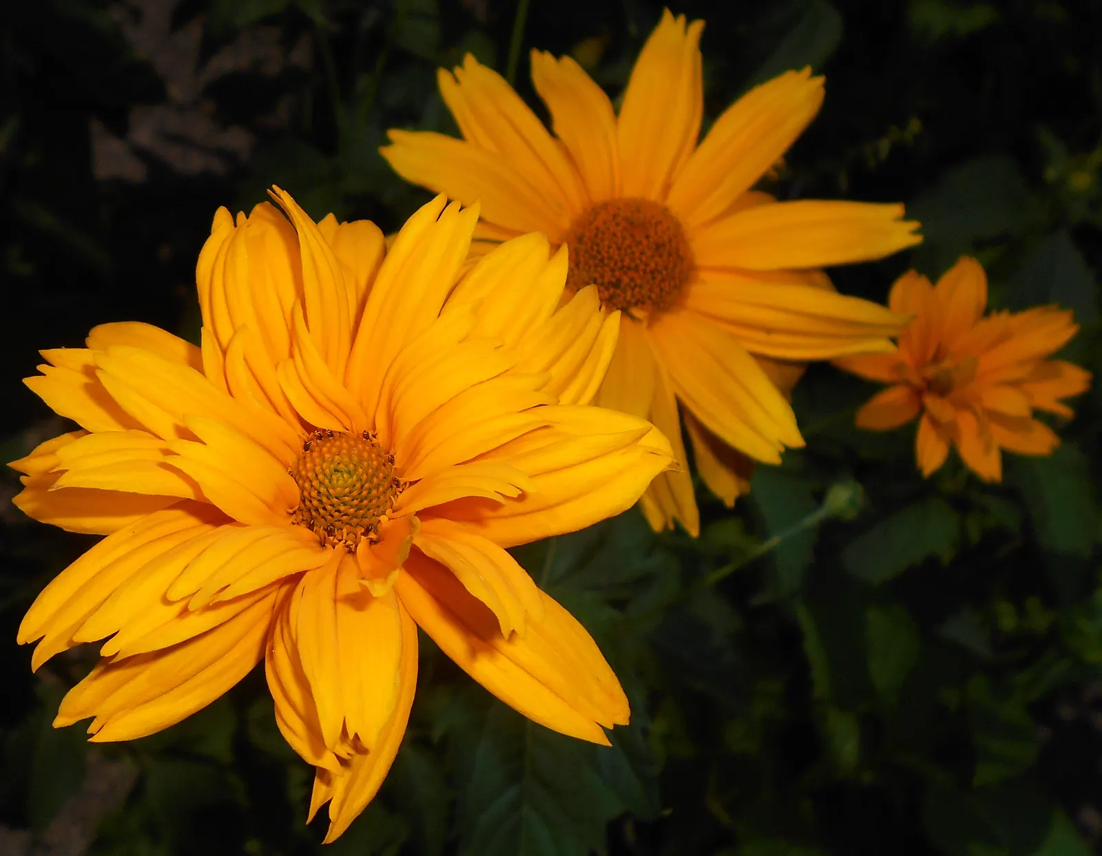 Early Sunflower (Heliopsis Helianthoides) — Their cut flowers are long-lasting; encouraging use in bouquets to bring a piece of the garden's vibrancy indoors