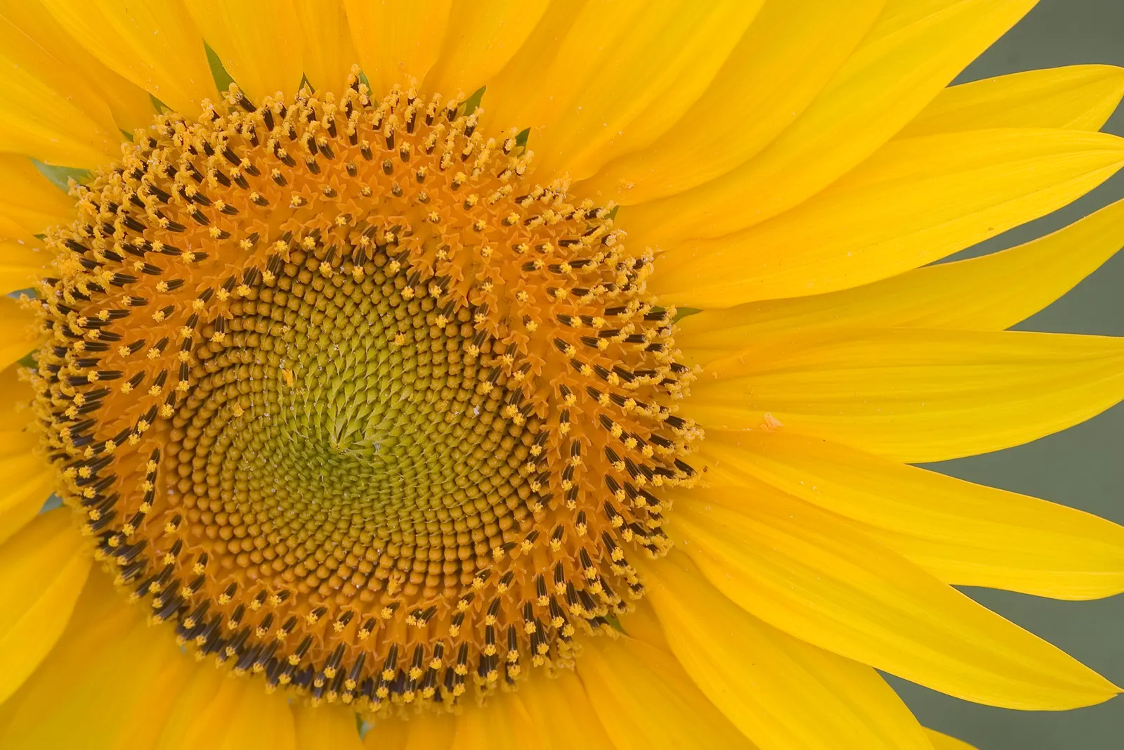 Early Sunflower (Heliopsis Helianthoides) — bold display from early summer to fall.<br><br>Notably low-maintenance; heliopsis helianthoides, image 67