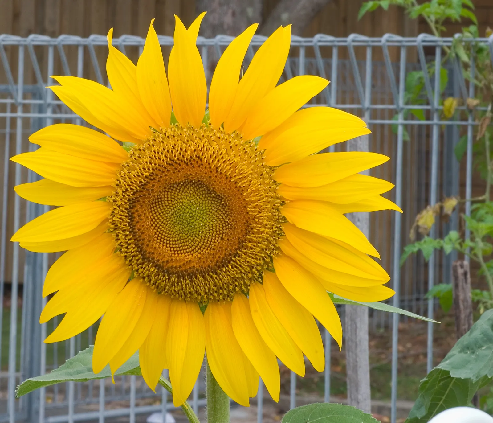 Early Sunflower (Heliopsis Helianthoides) — offers a vibrant and durable addition to any landscape design