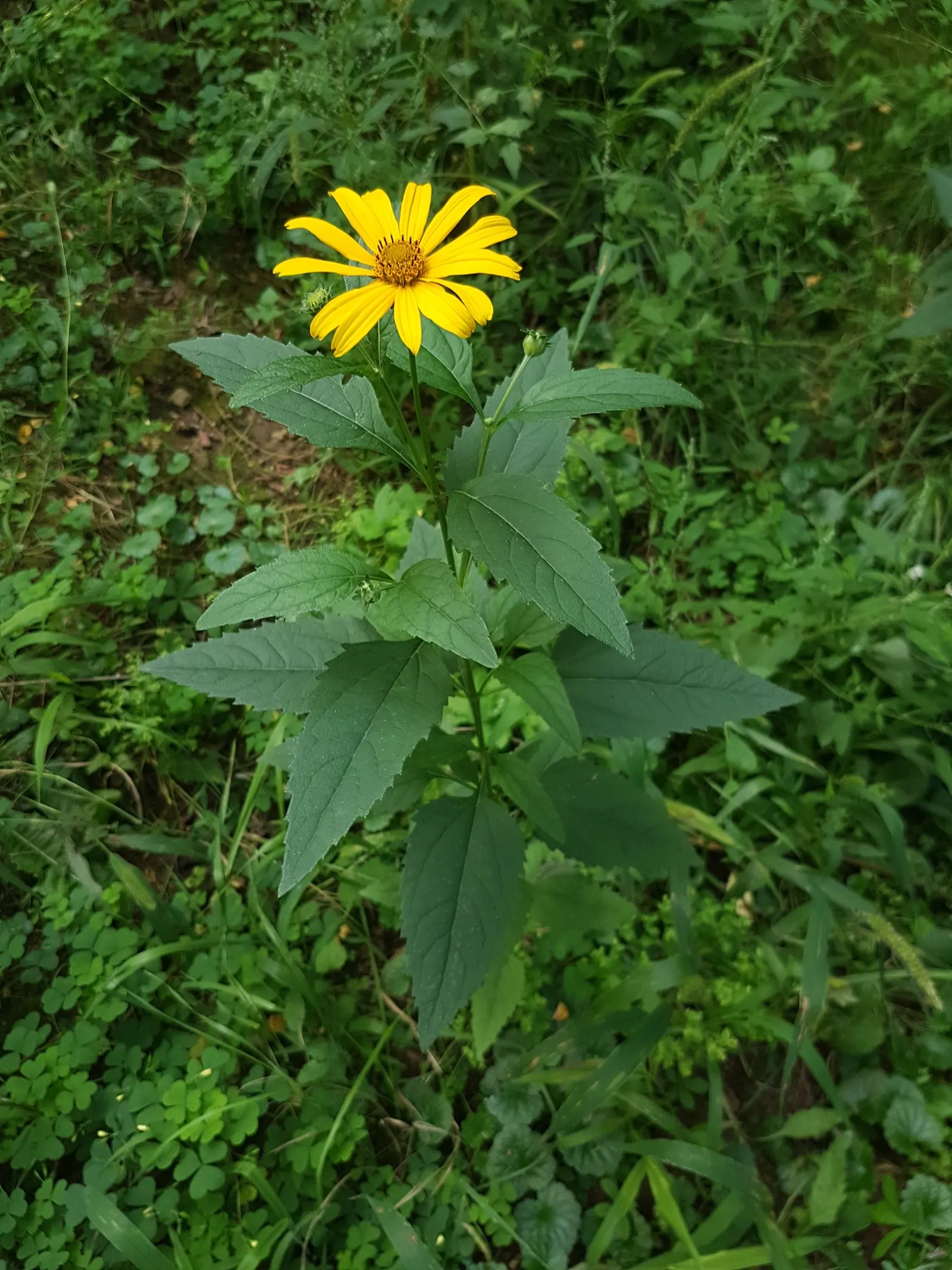 Early Sunflower (Heliopsis Helianthoides) — medium moisture conditions are adequate; heliopsis helianthoides supports local pollinators, image 71
