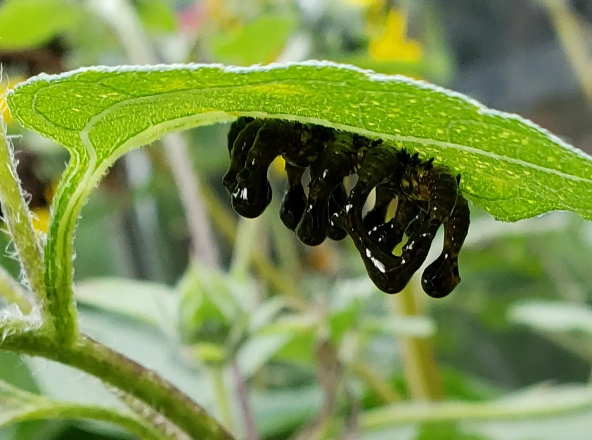 Early Sunflower (Heliopsis Helianthoides) — the Early Sunflower thrives in USDA hardiness zones 3 to 9; encouraging use in bouquets to bring a, image 68