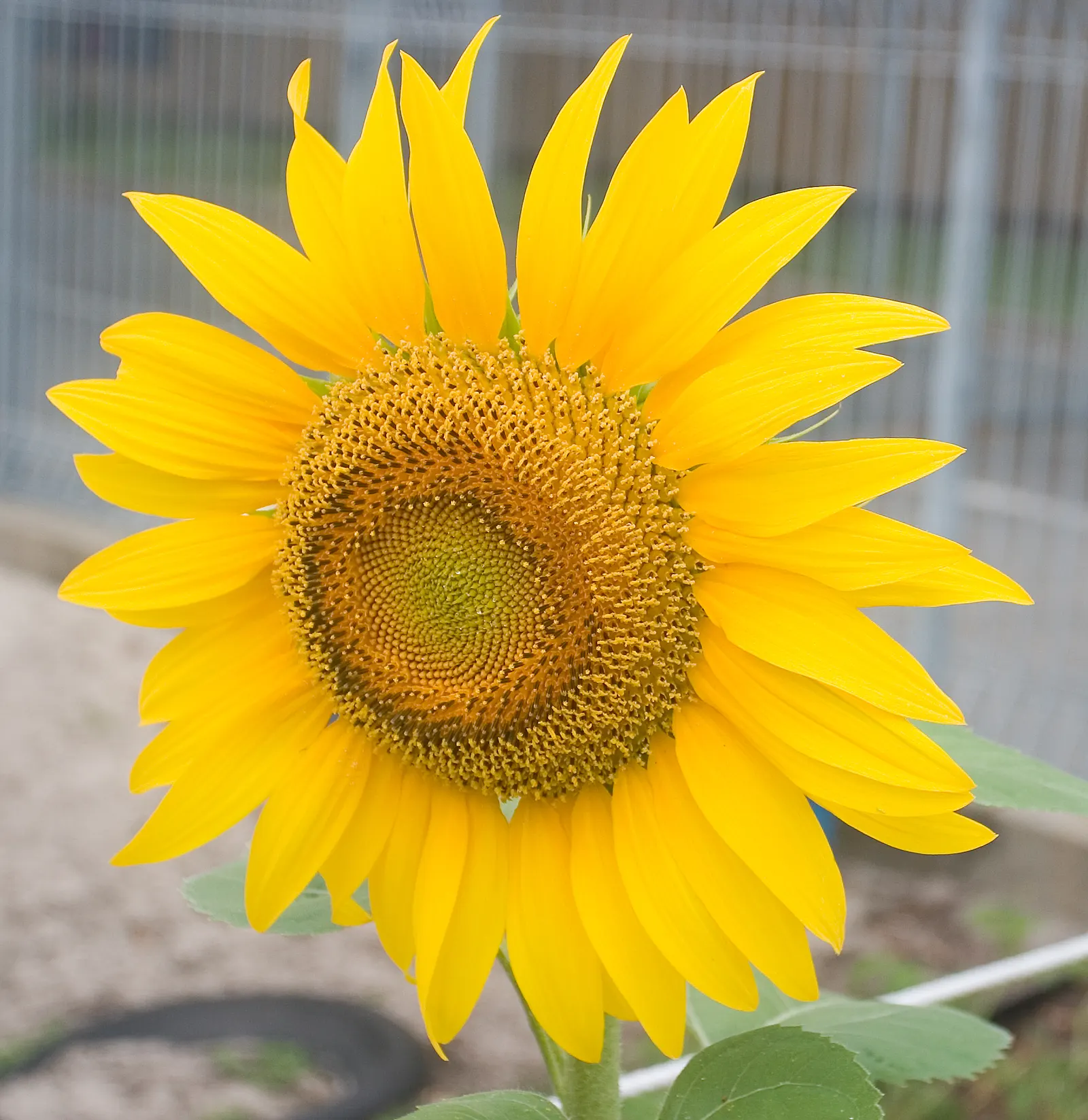 Early Sunflower (Heliopsis Helianthoides) — the Early Sunflower thrives in USDA hardiness zones 3 to 9