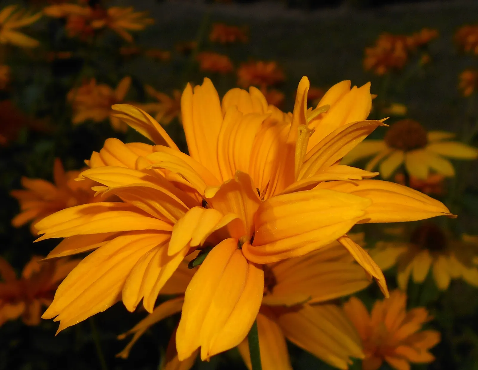 Early Sunflower (Heliopsis Helianthoides) — making it a resilient choice for vibrant landscapes; this pollinator magnet requires moderate water and minimal