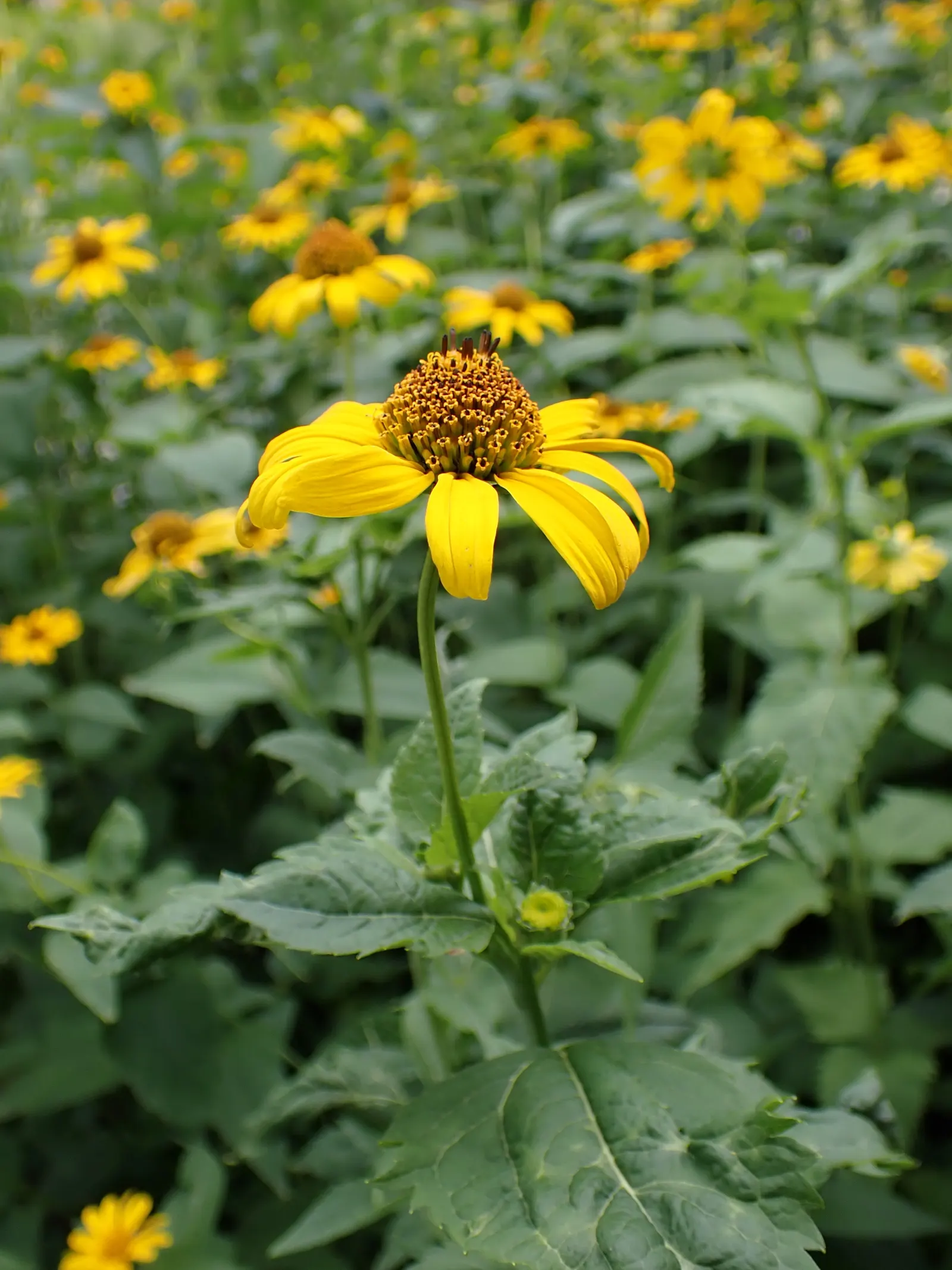 Early Sunflower (Heliopsis Helianthoides) — commonly called the Early Sunflower