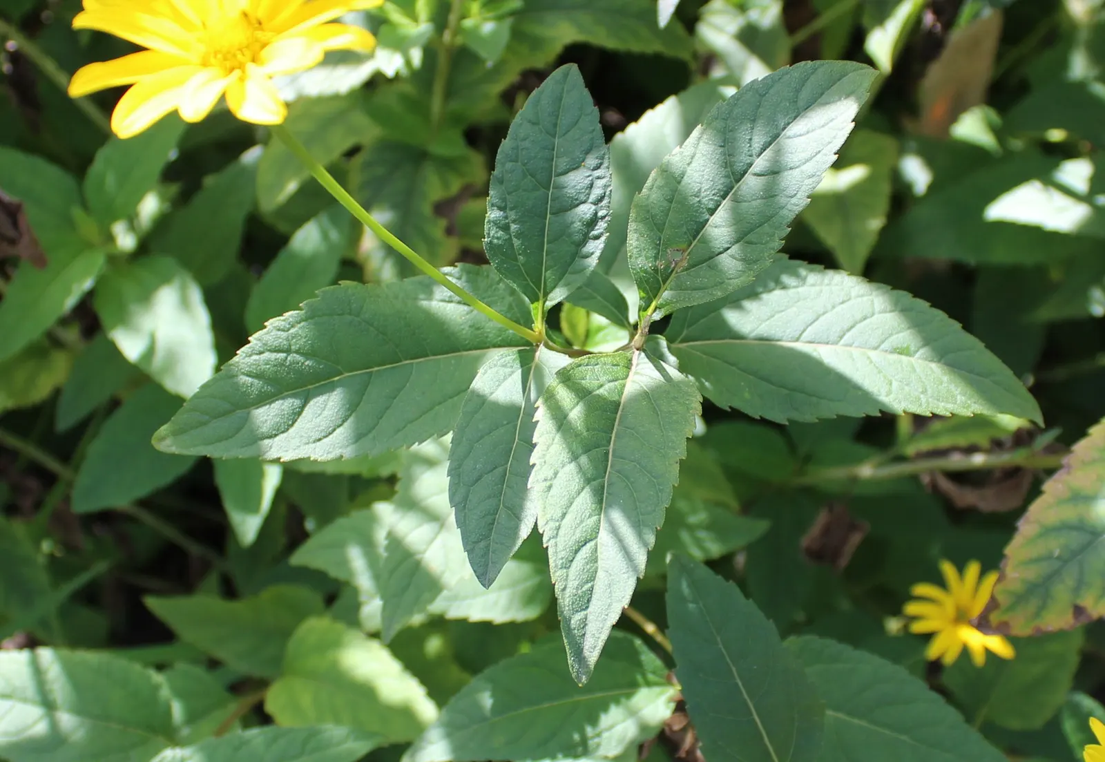 Early Sunflower (Heliopsis Helianthoides) — This pollinator magnet requires moderate water and minimal maintenance
