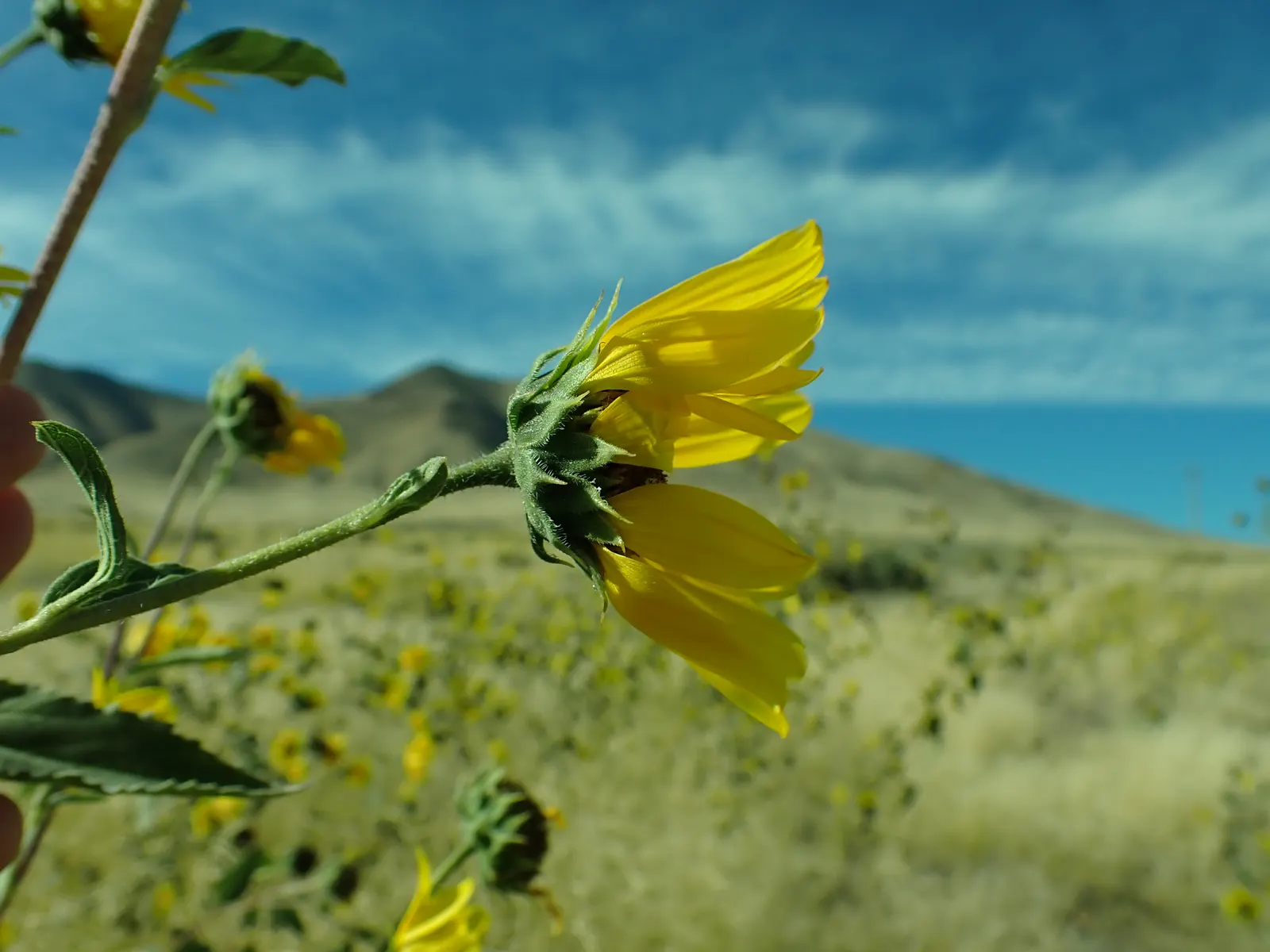 Early Sunflower (Heliopsis Helianthoides) — although it is drought-tolerant once established; encouraging use in bouquets to bring a piece of the garden's