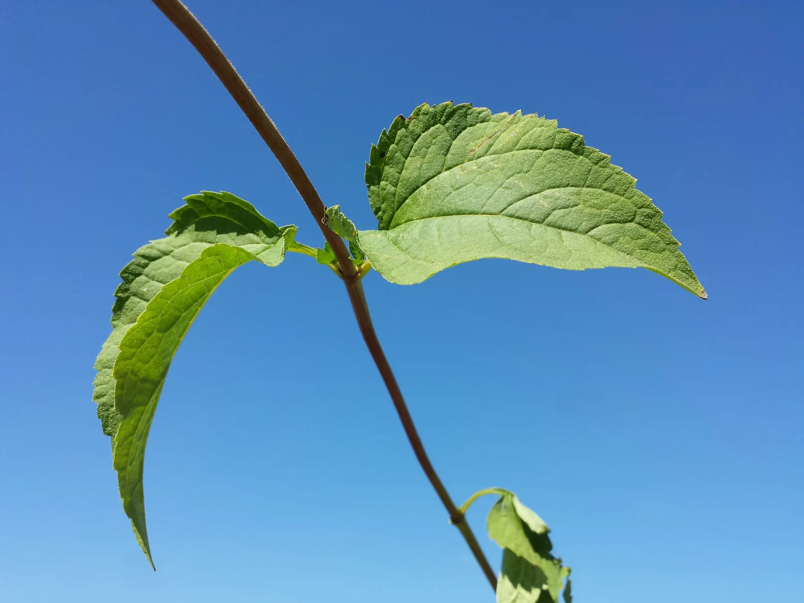 Early Sunflower (Heliopsis Helianthoides) — making it an excellent choice for gardeners seeking resilience.<br><br>Furthermore; this pollinator magnet requires