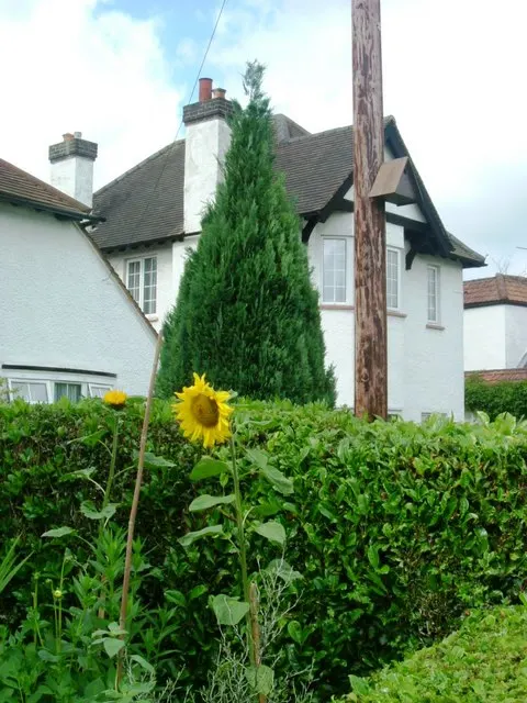 Early Sunflower (Heliopsis Helianthoides) — making it an excellent choice for gardeners seeking resilience.<br><br>Furthermore