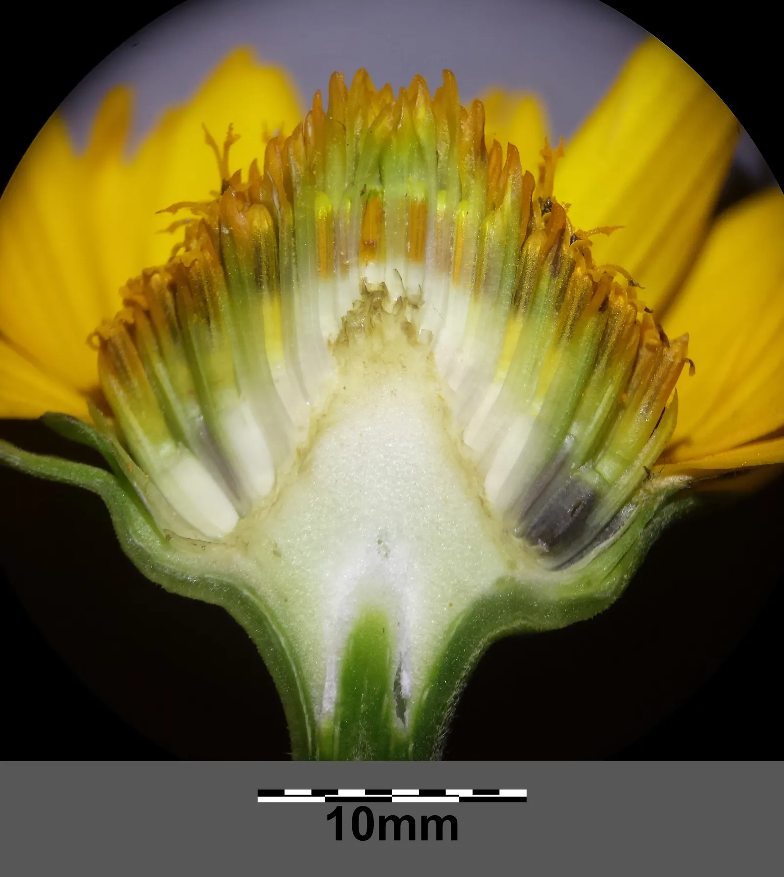 Early Sunflower (Heliopsis Helianthoides) — the Early Sunflower thrives in USDA hardiness zones 3 to 9; encouraging use in bouquets to bring a piece of the