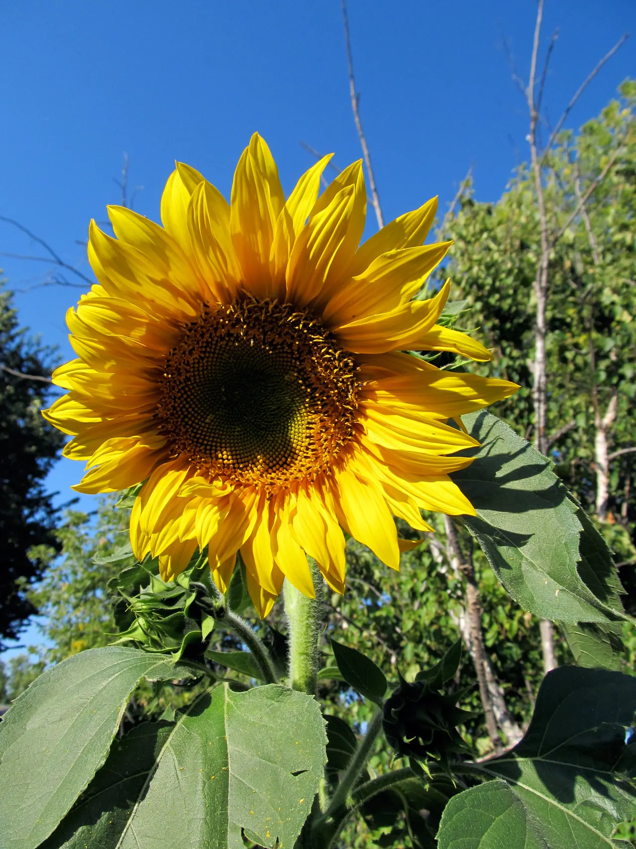Early Sunflower (Heliopsis Helianthoides) — Its stalks are erect and branched; this pollinator magnet requires moderate water and minimal maintenance