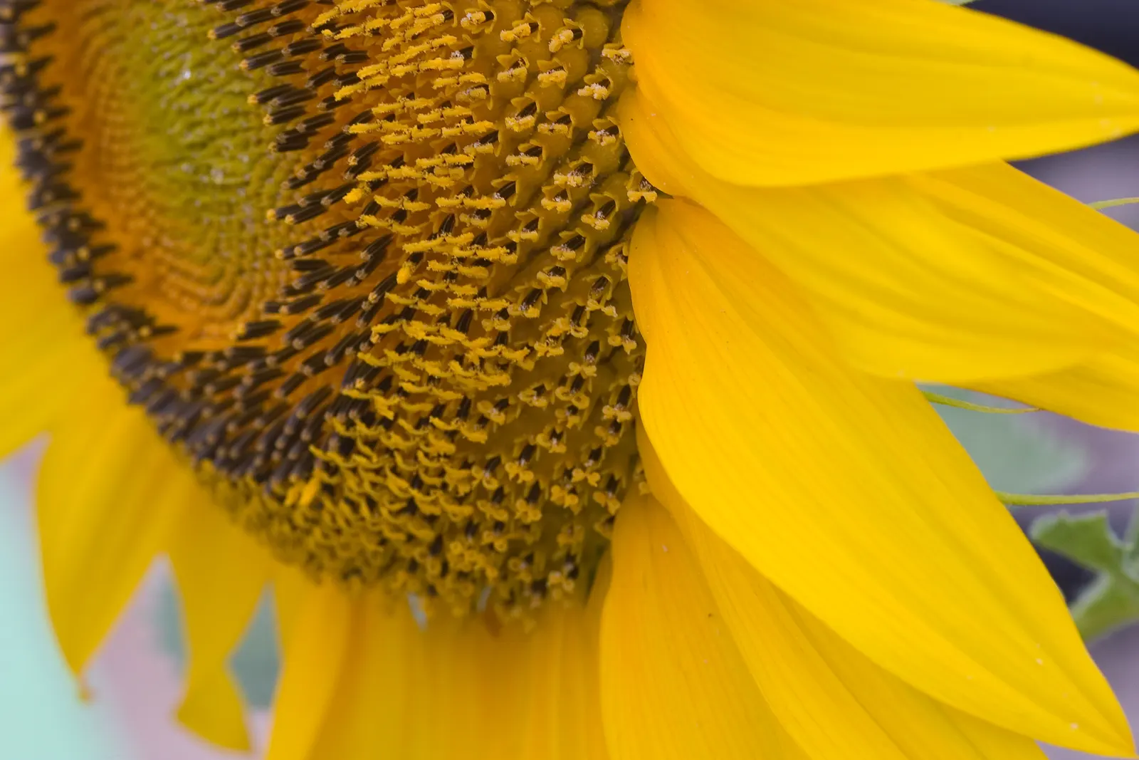 Early Sunflower (Heliopsis Helianthoides) — although it is drought-tolerant once established; encouraging use in bouquets to bring a piece of the, image 72