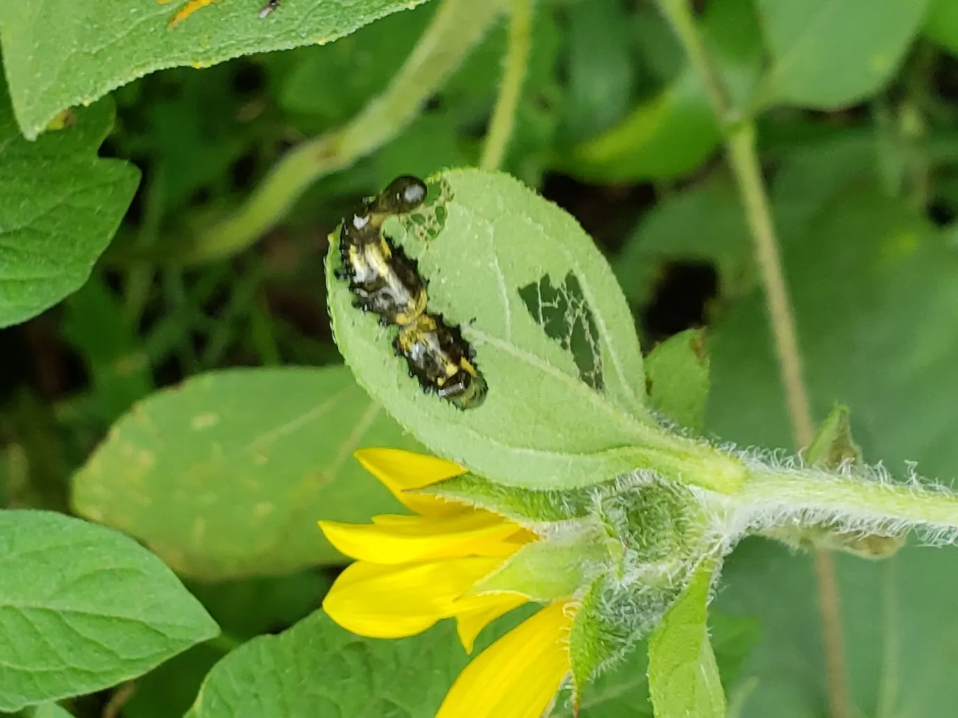 Early Sunflower (Heliopsis Helianthoides) — It prefers full sun exposure to achieve optimal growth but can tolerate light shade; this pollinator magnet