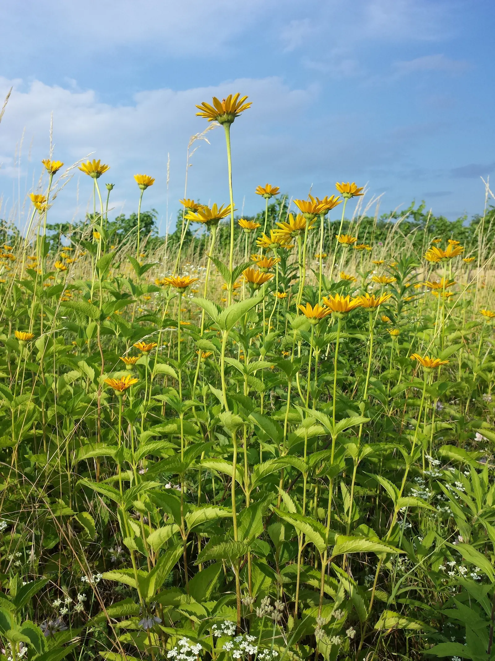 Early Sunflower (Heliopsis Helianthoides) — culminating in daisy-like flower heads that closely resemble true sunflowers; bold display from early summer to