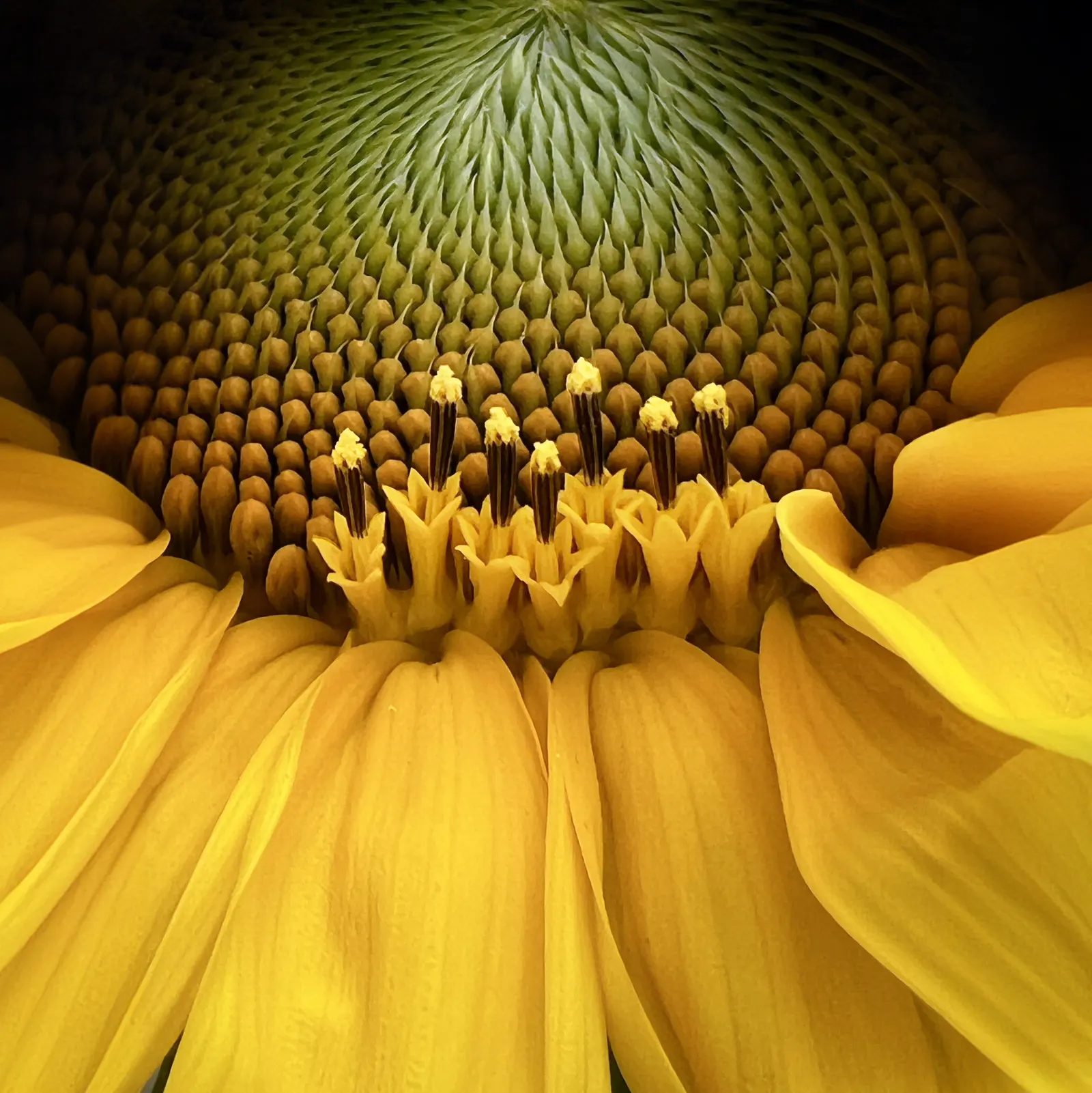 Early Sunflower (Heliopsis Helianthoides) — offers a vibrant and durable addition to any landscape design; heliopsis helianthoides supports local pollinators