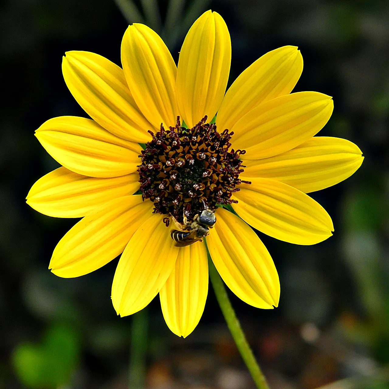 Early Sunflower (Heliopsis Helianthoides) — making it a resilient choice for vibrant landscapes