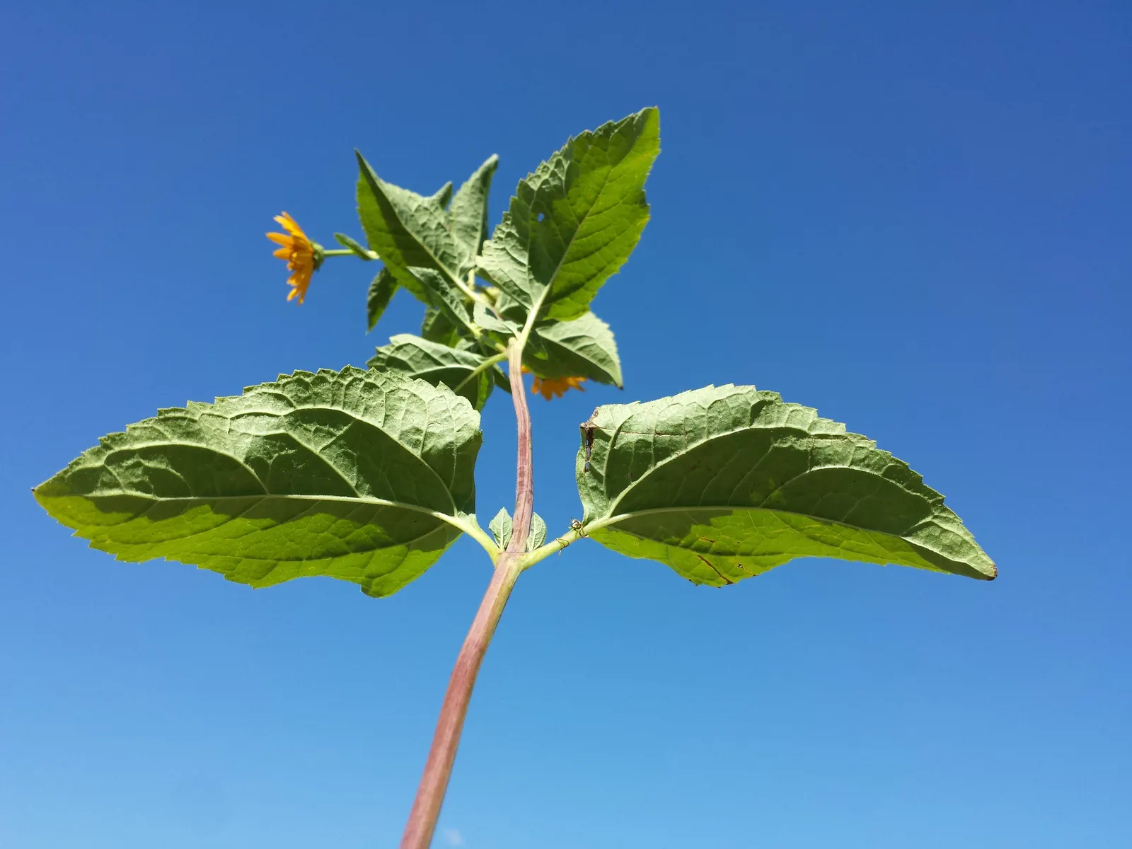 Early Sunflower (Heliopsis Helianthoides) — Their cut flowers are long-lasting