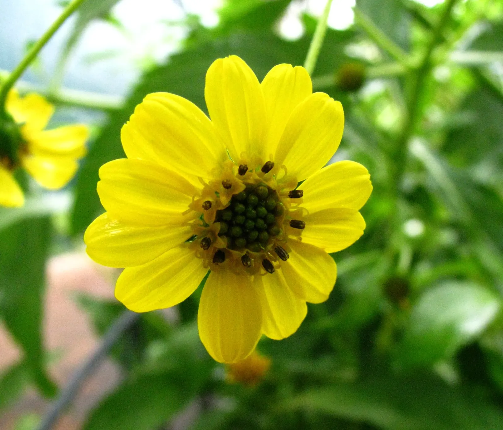 Early Sunflower (Heliopsis Helianthoides) — the Early Sunflower is deer-resistant
